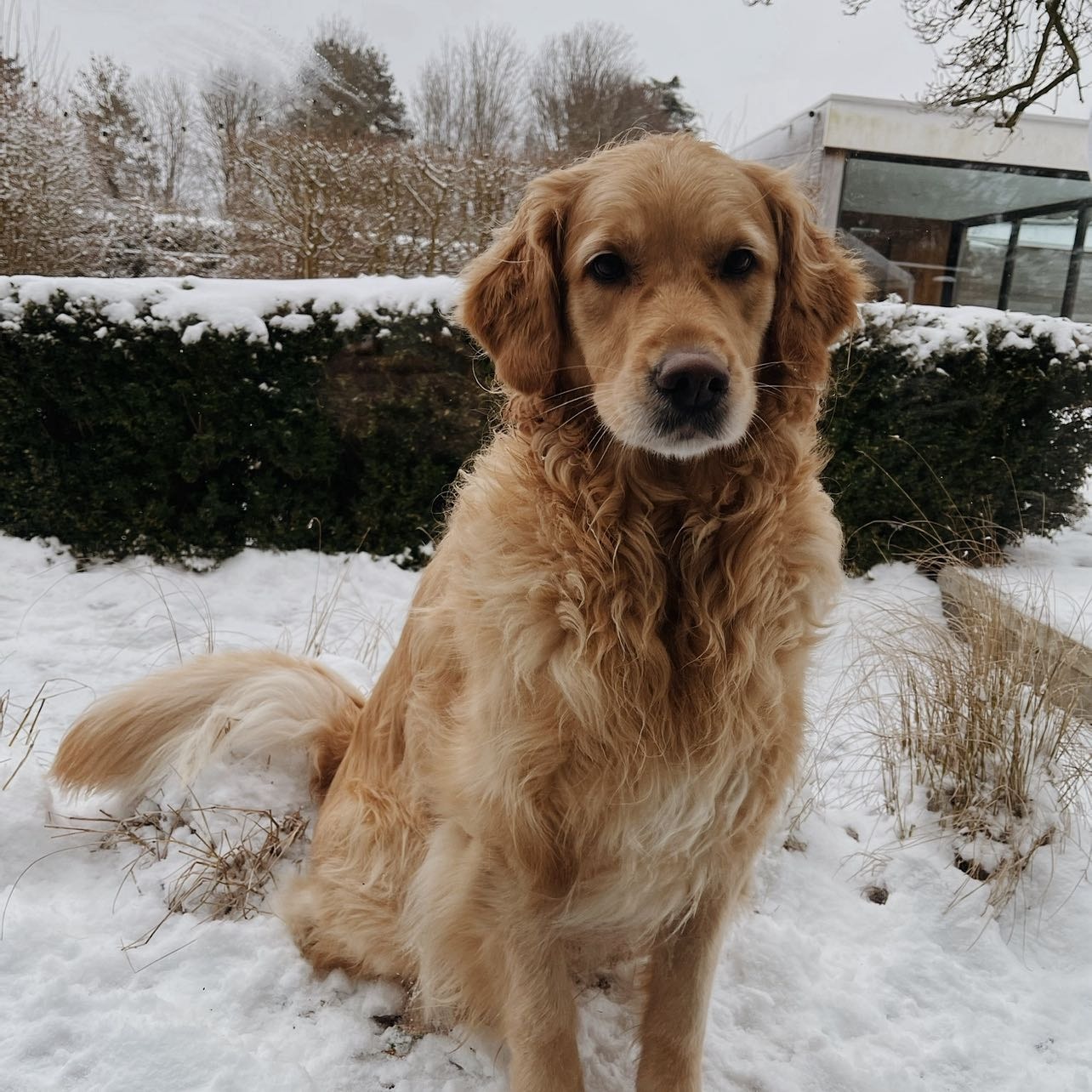 Lieke