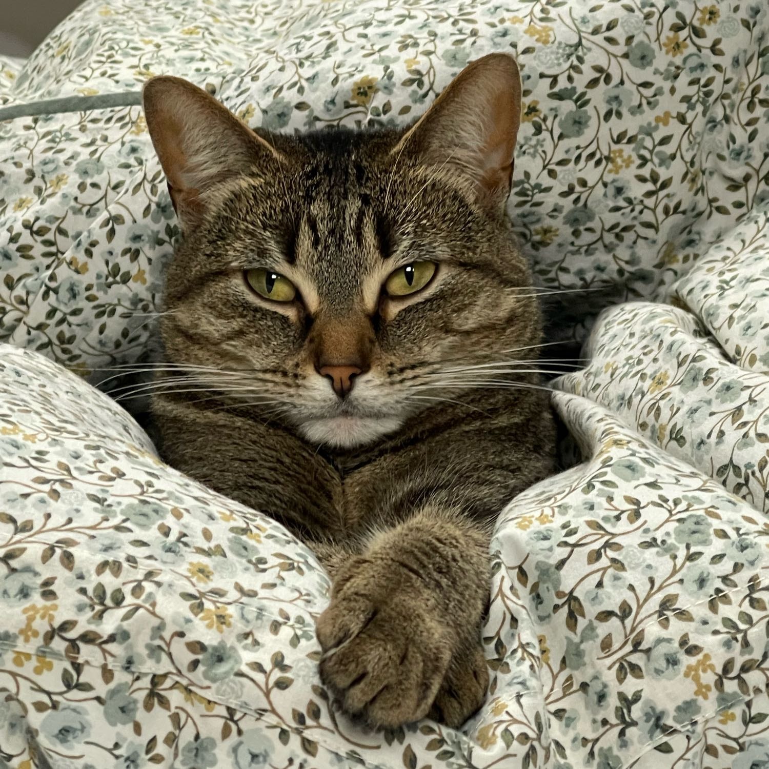 Mila