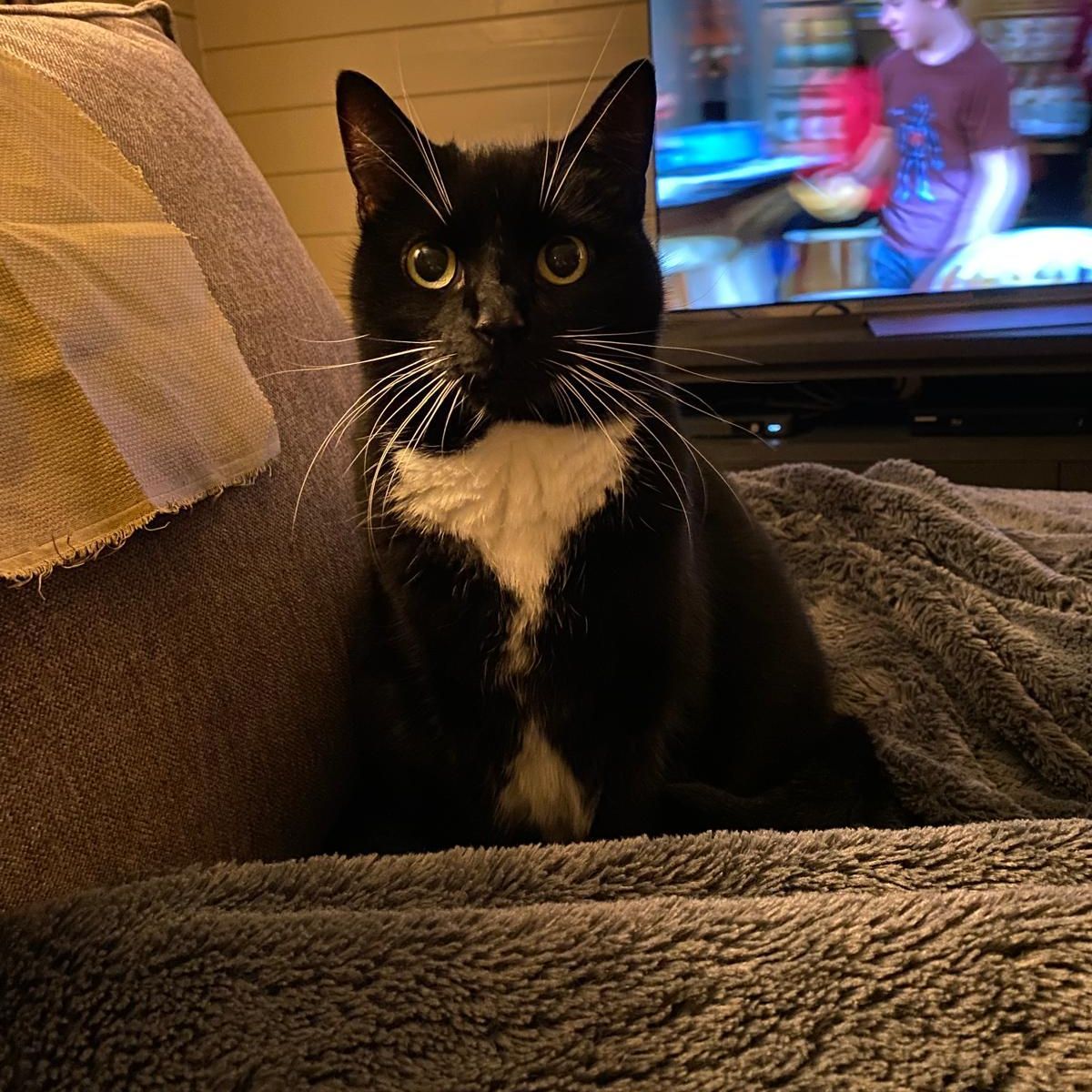 Patachou