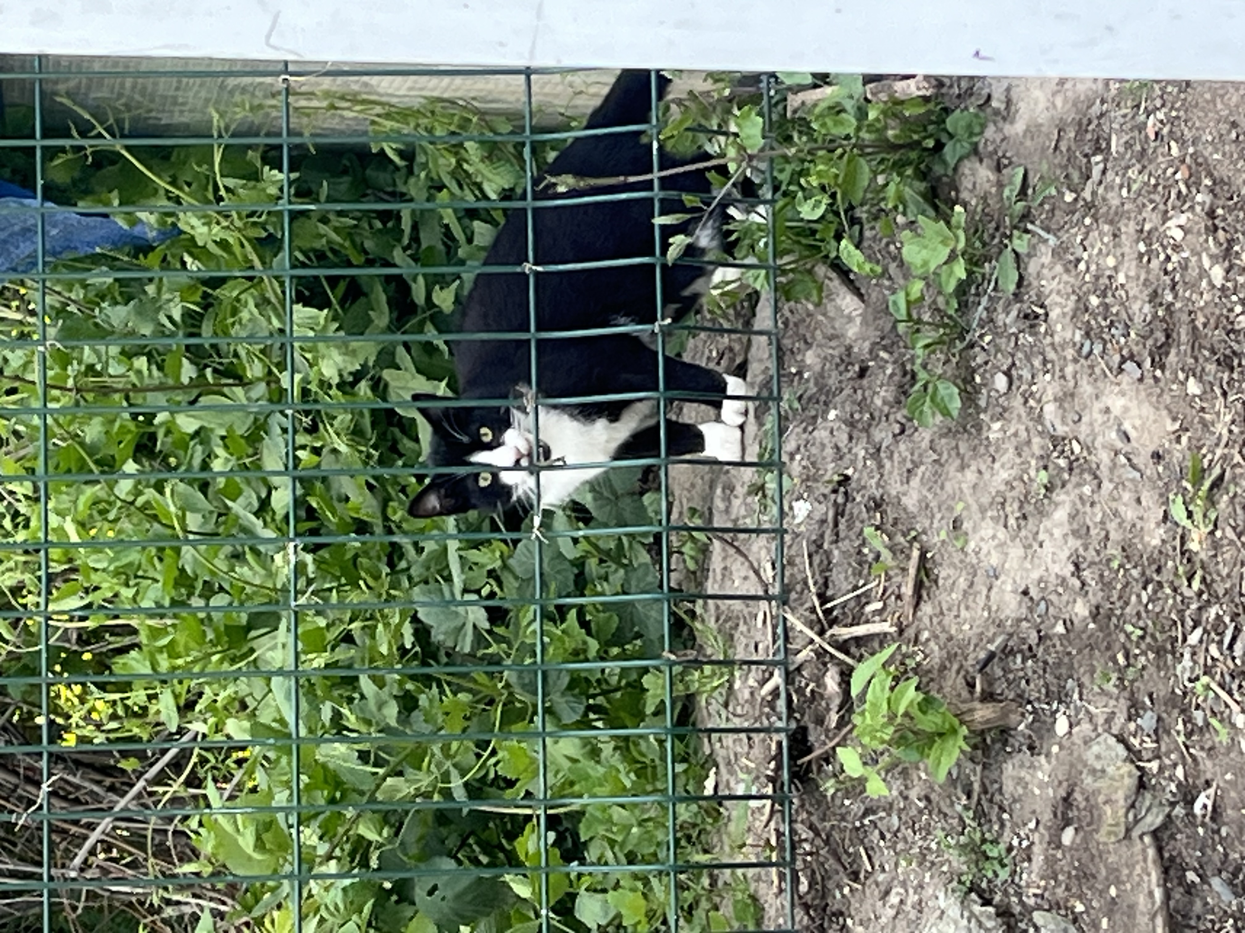 image-4