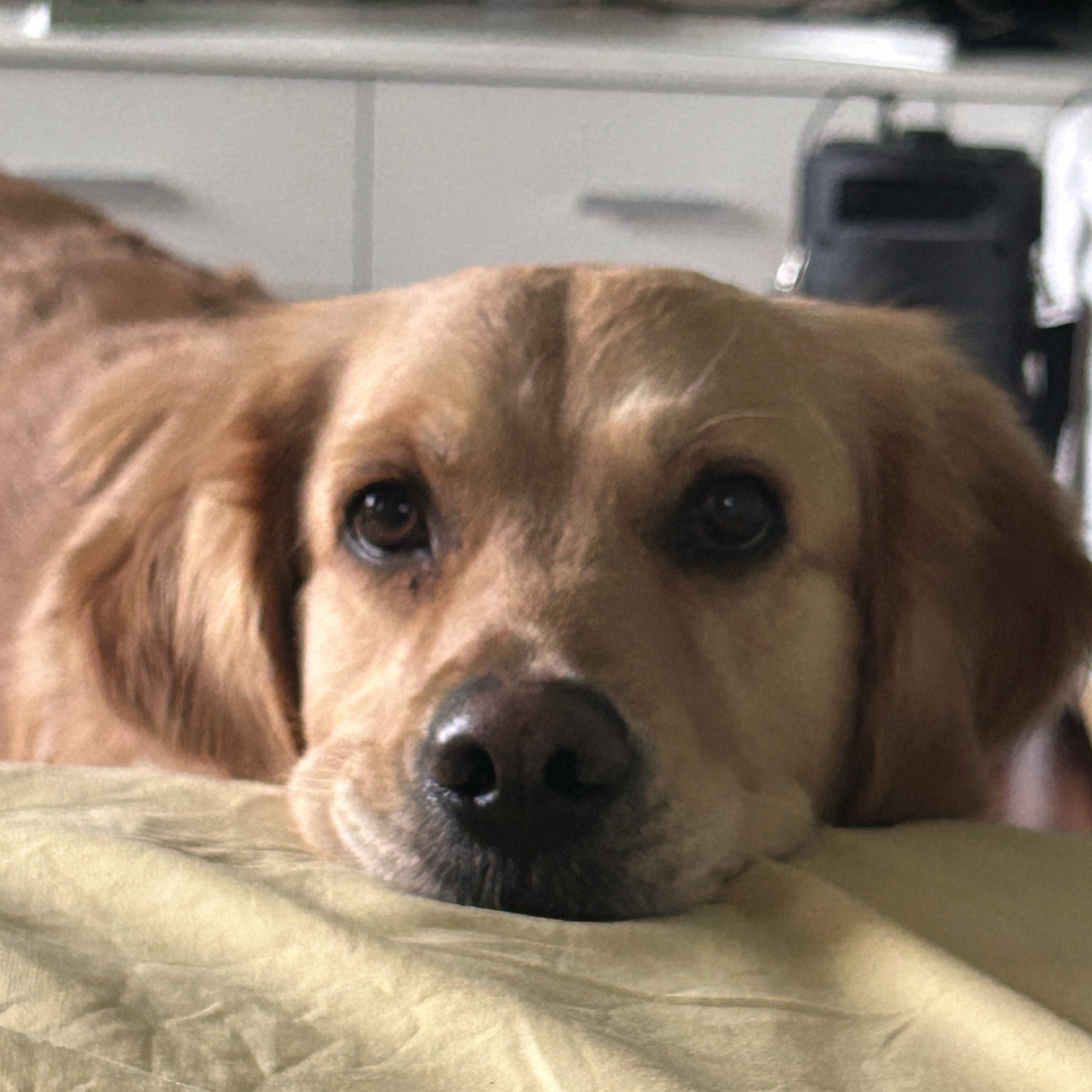 Molly