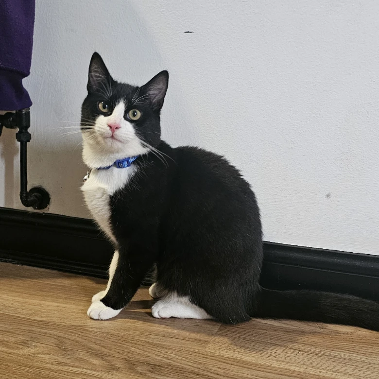 Simon