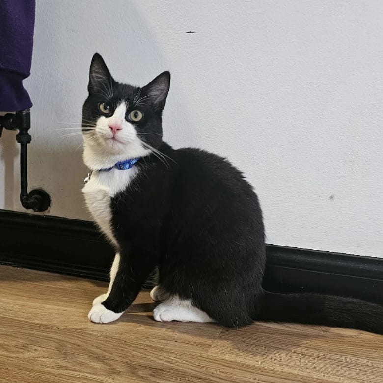 Simon