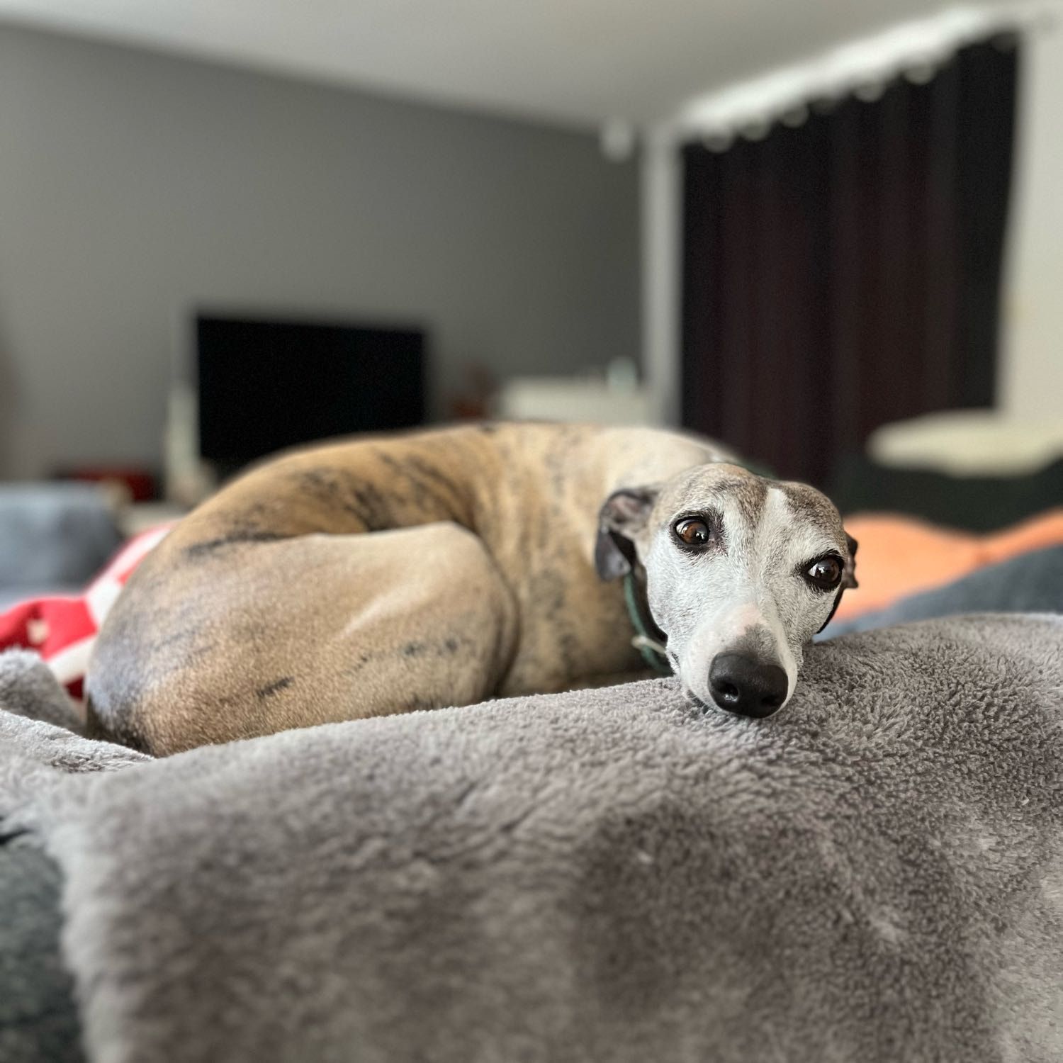 Pina