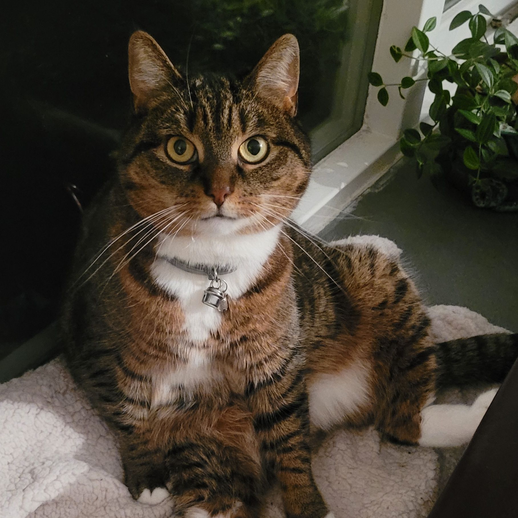 Lily