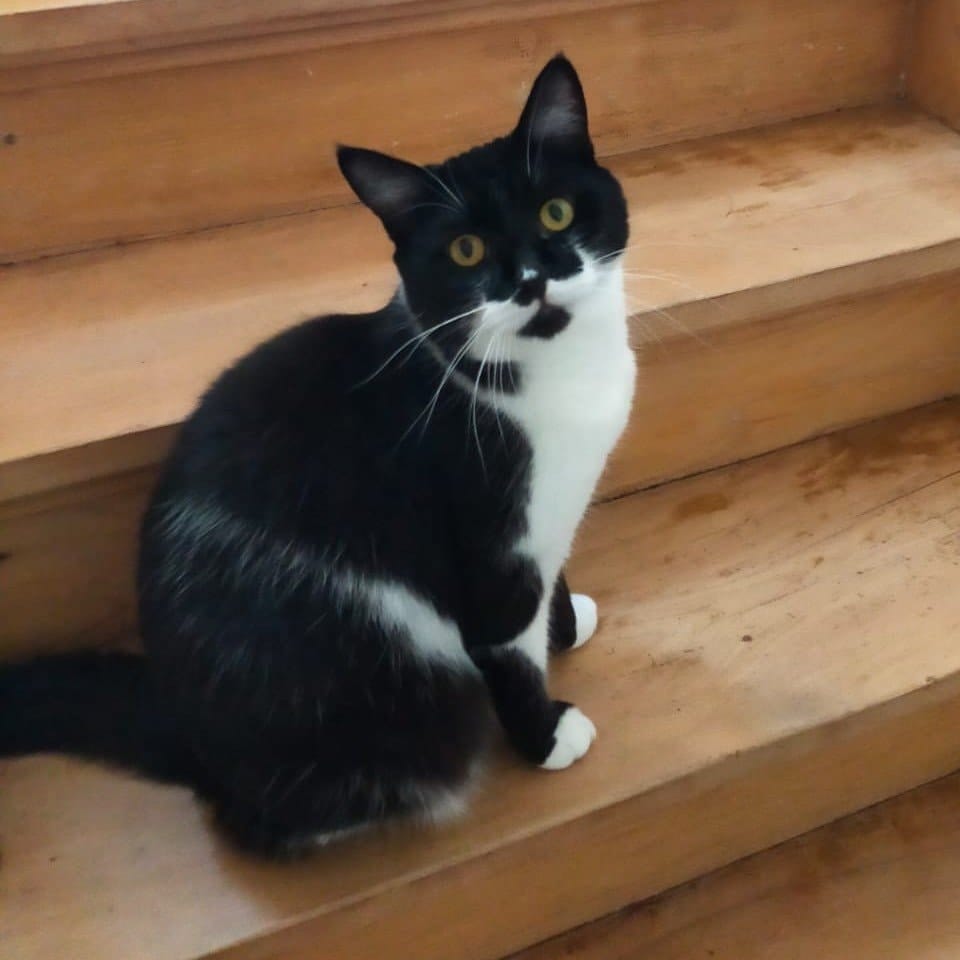 Mila