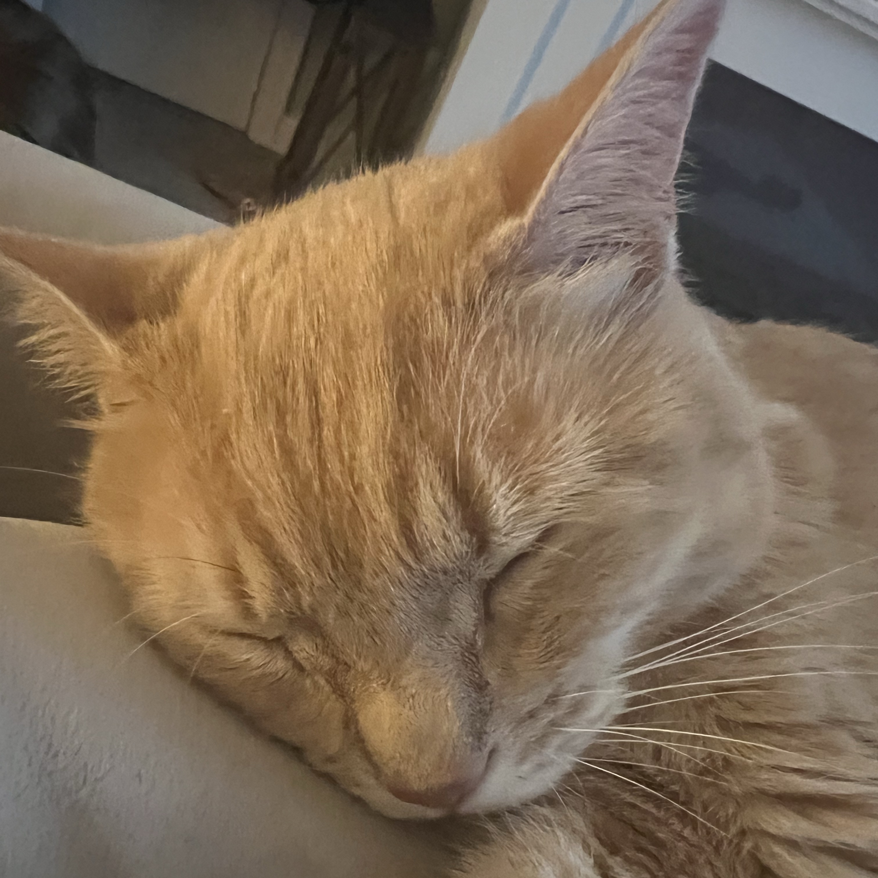Nala 