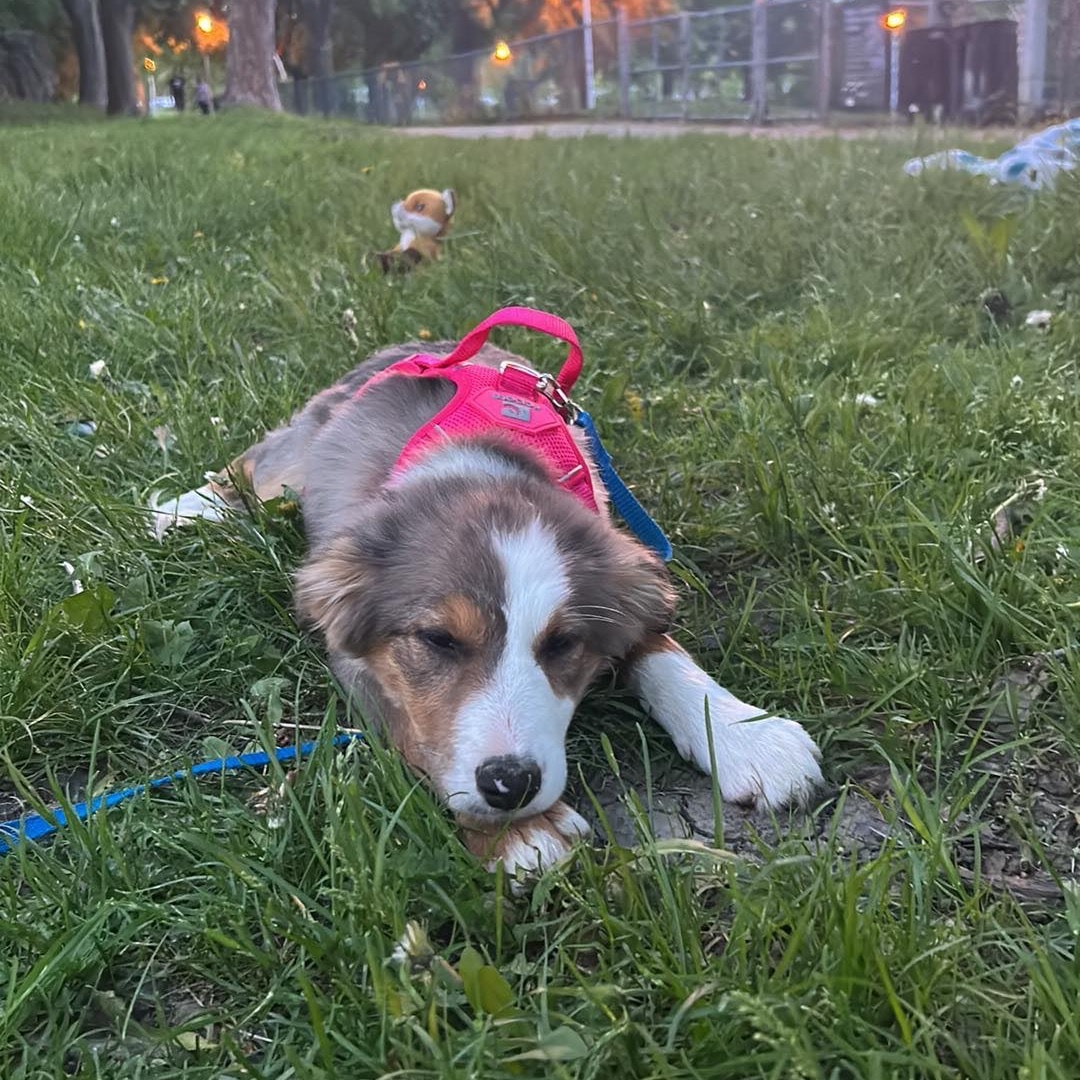 Stella