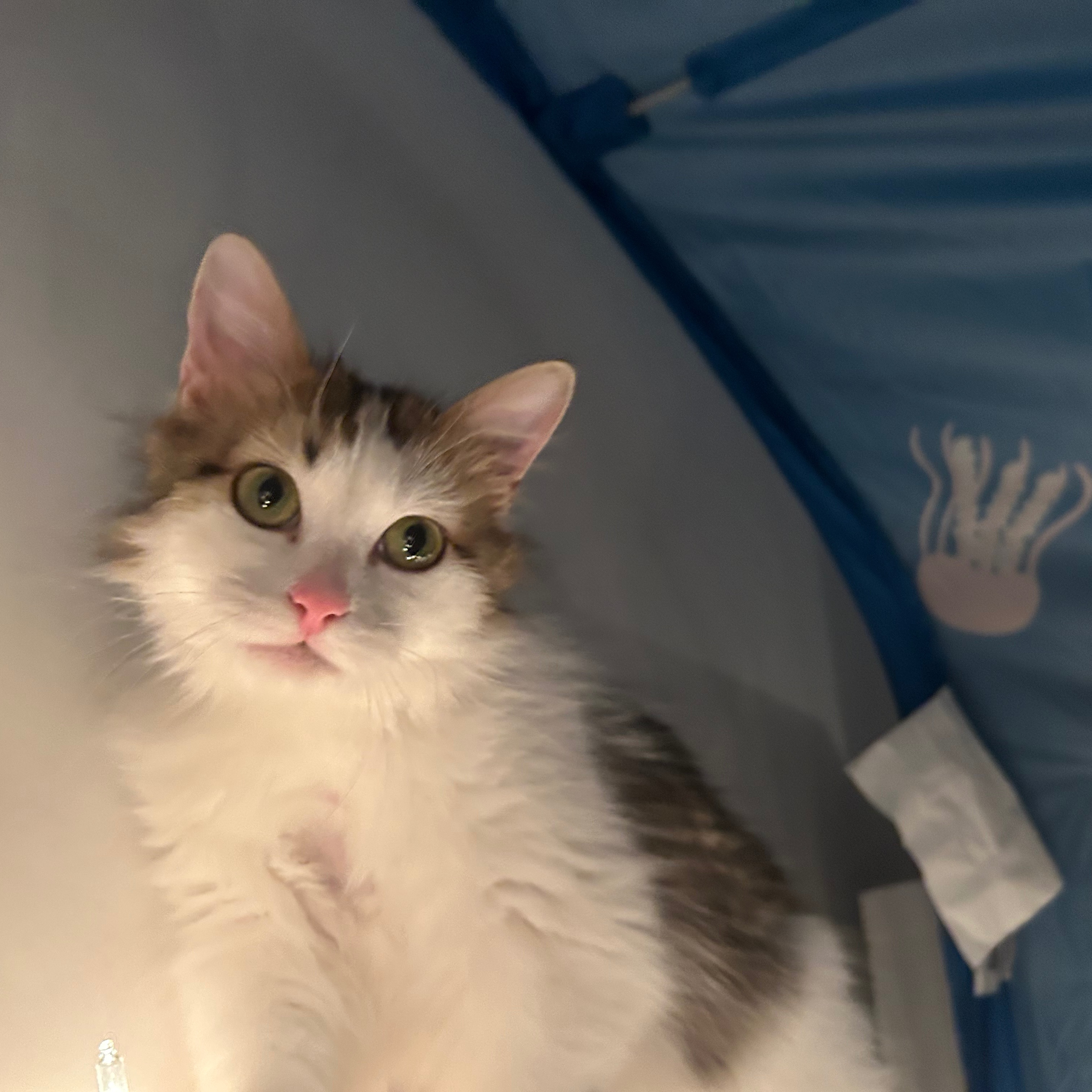 Simba 