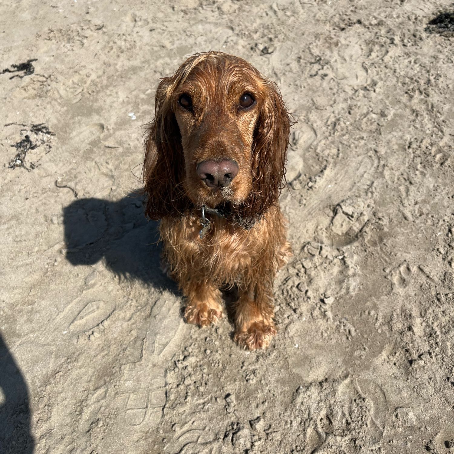 Ringo