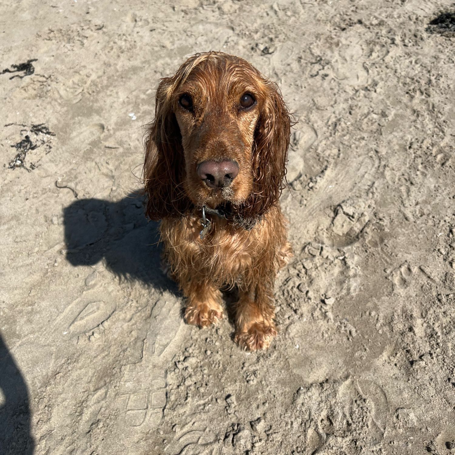 Ringo