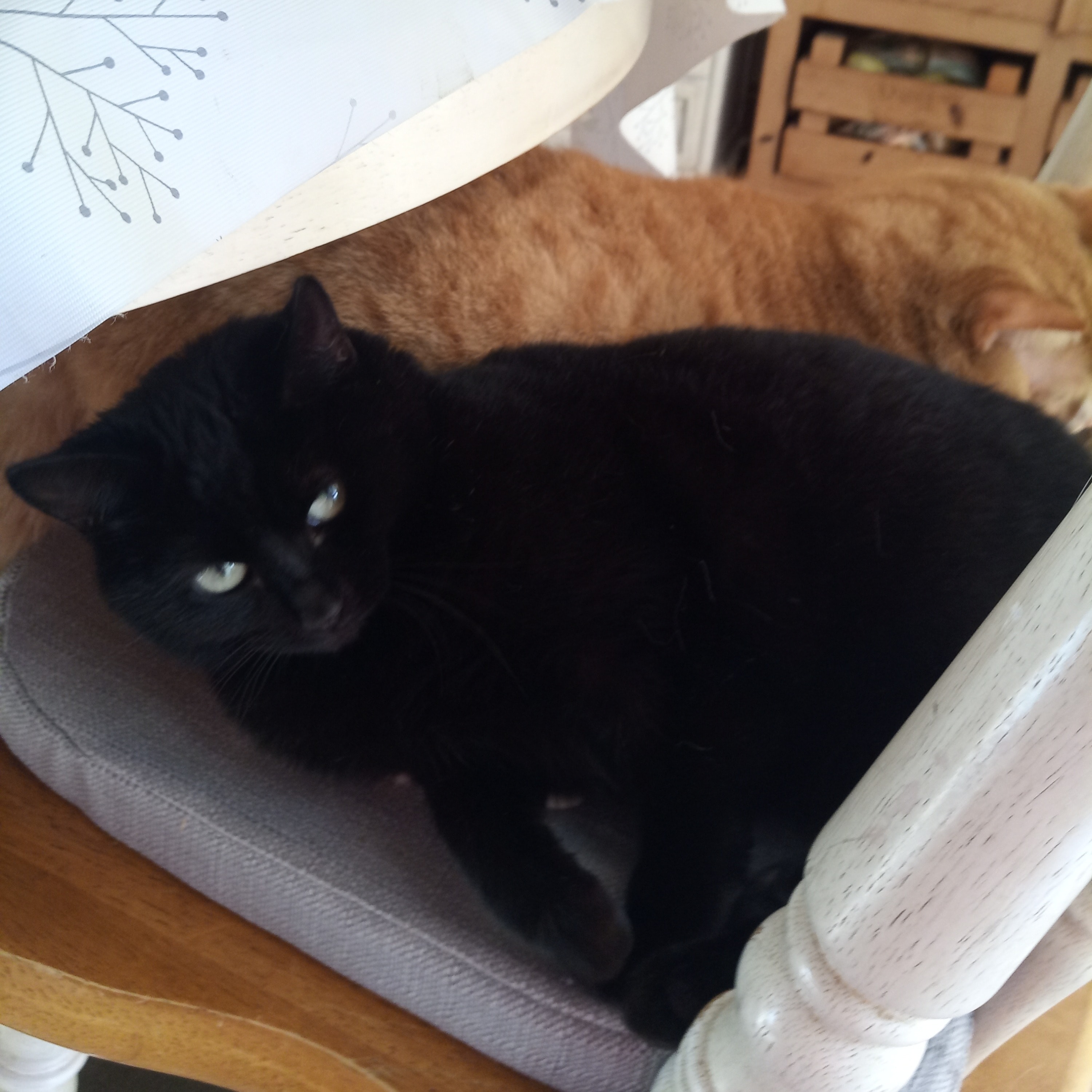 Sooty