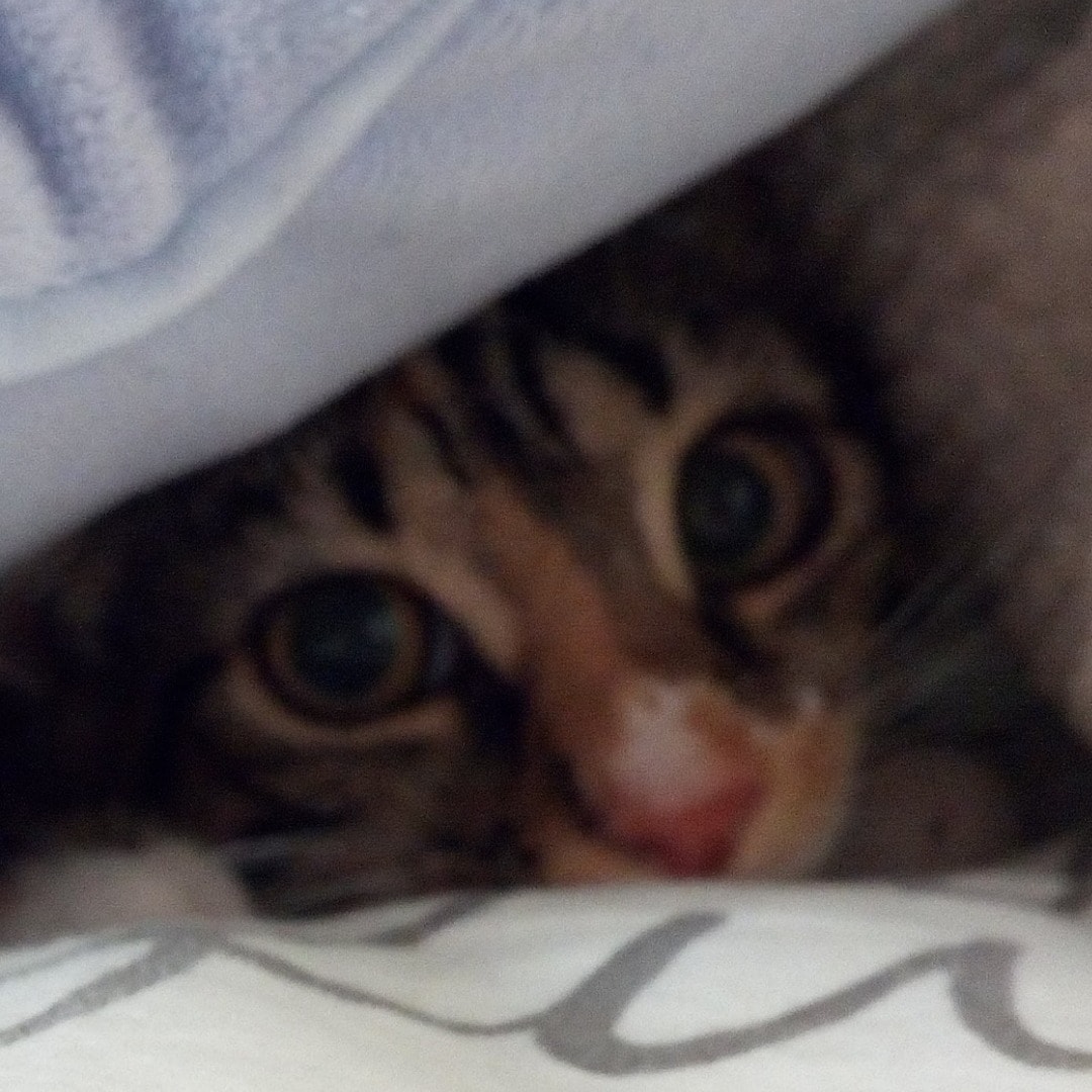 Pooka