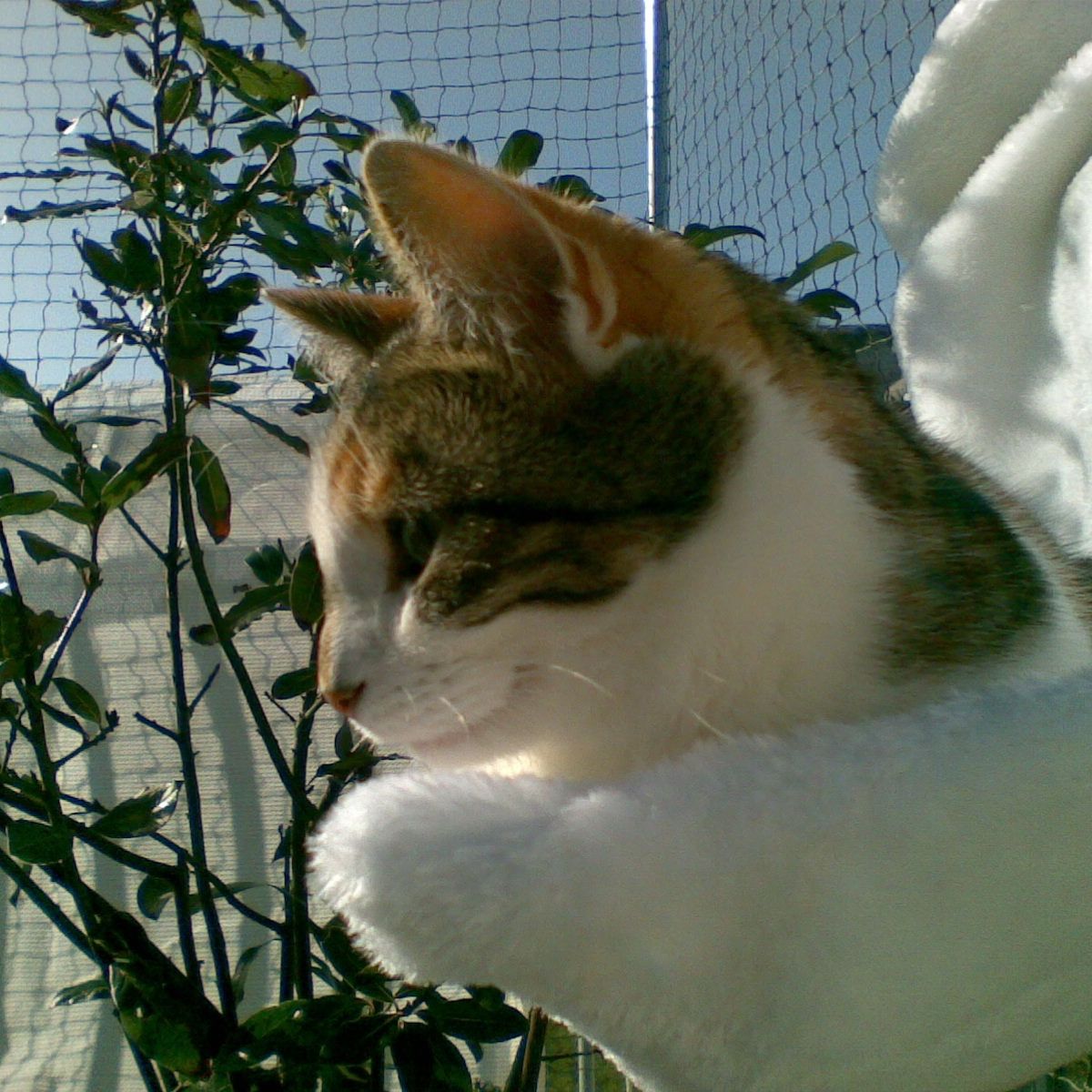 Pepita