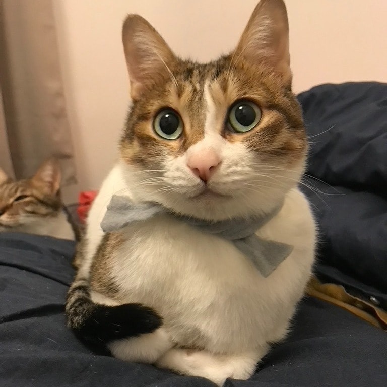 Almond