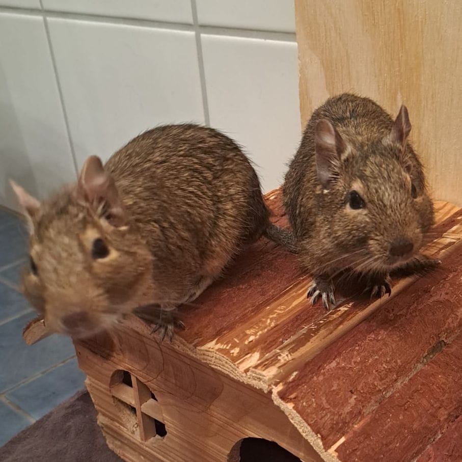 Joyce and Nellie