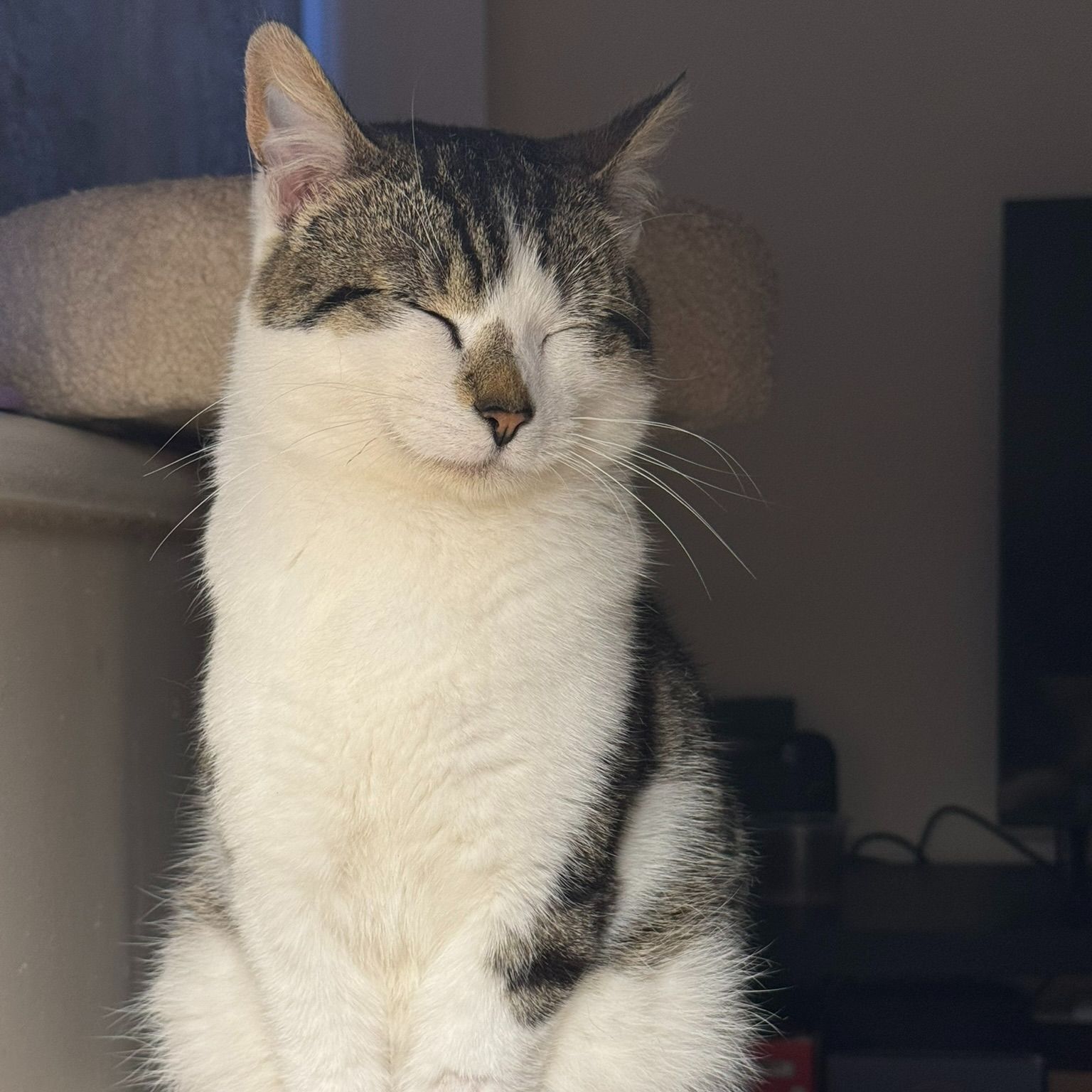 Haku