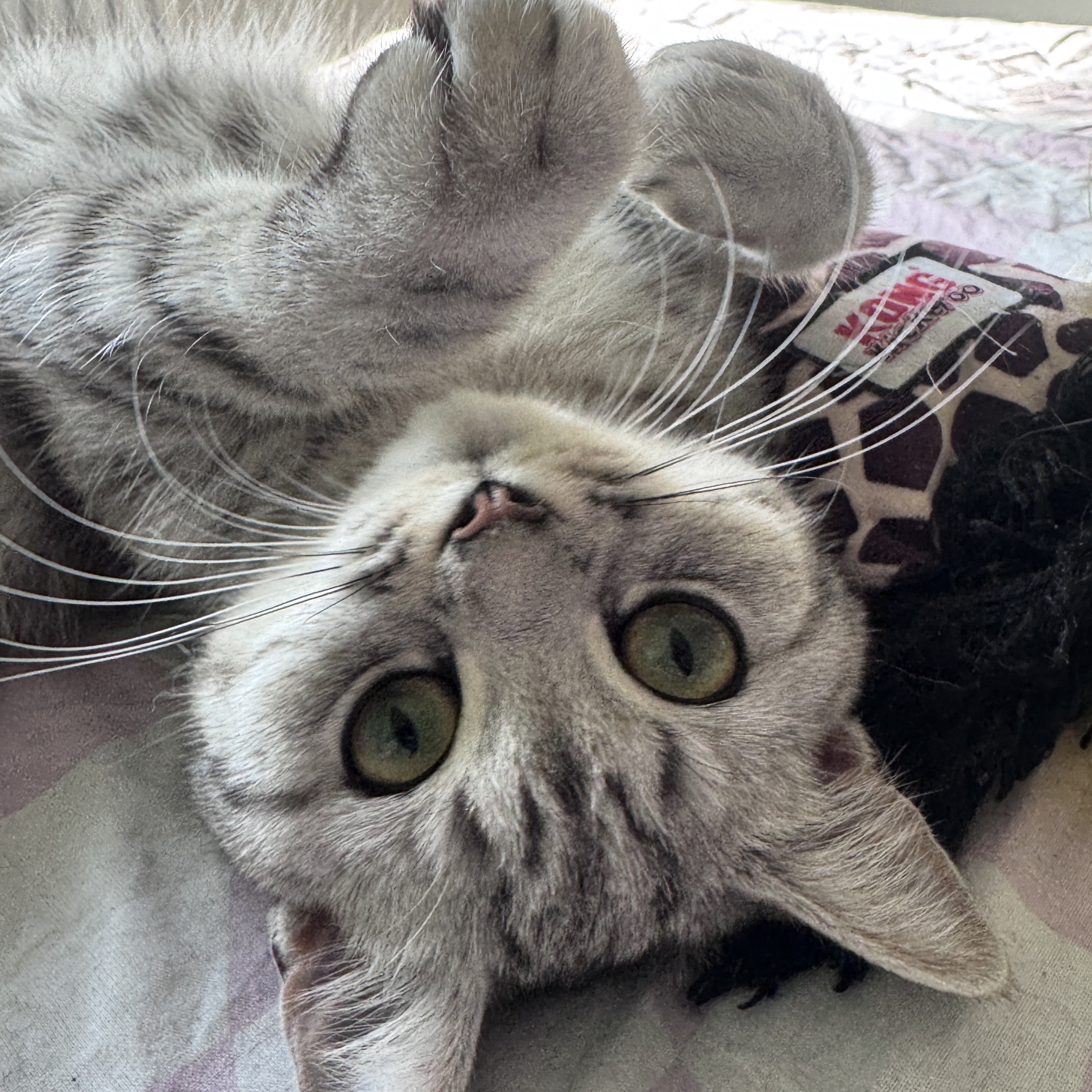 Bella