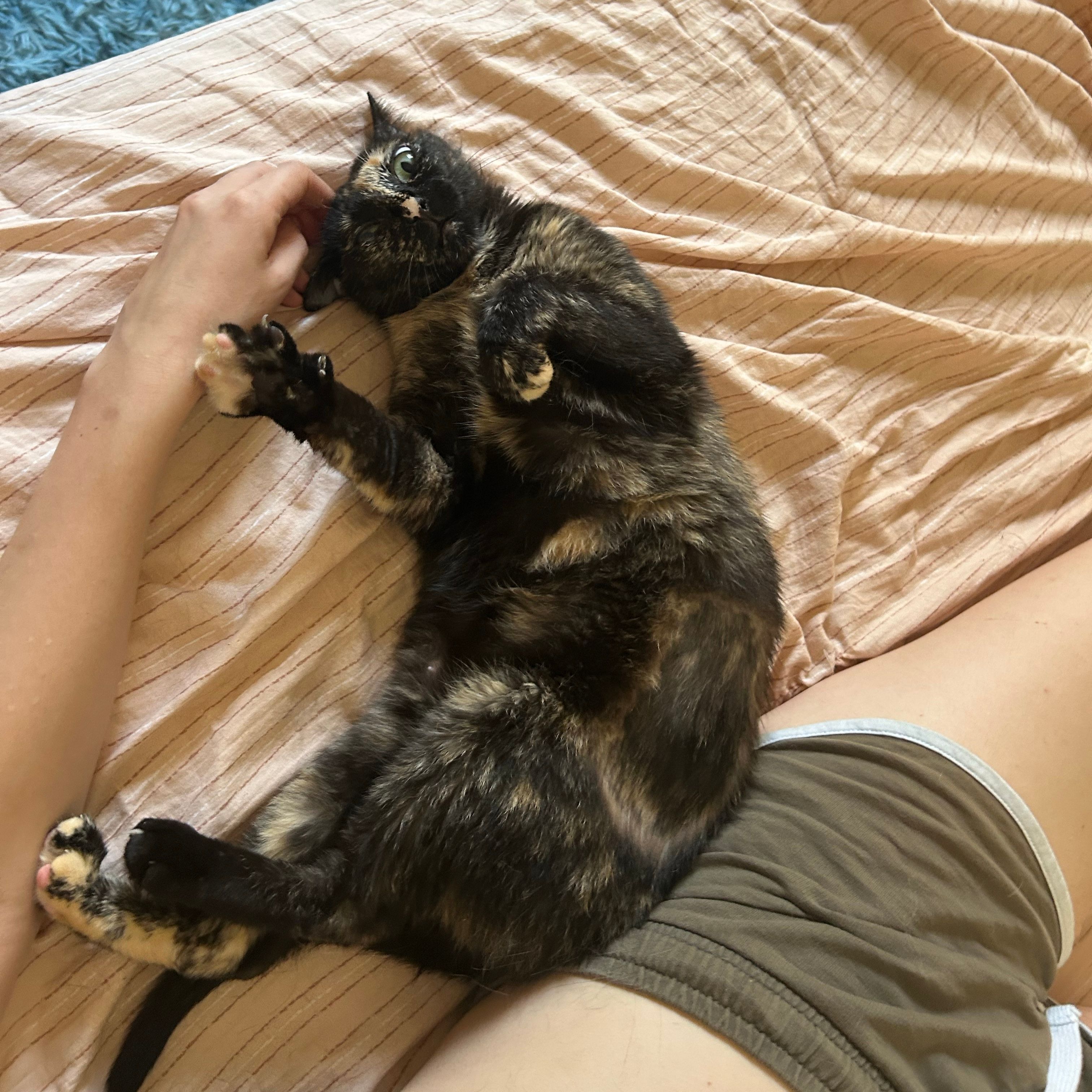 Nikita