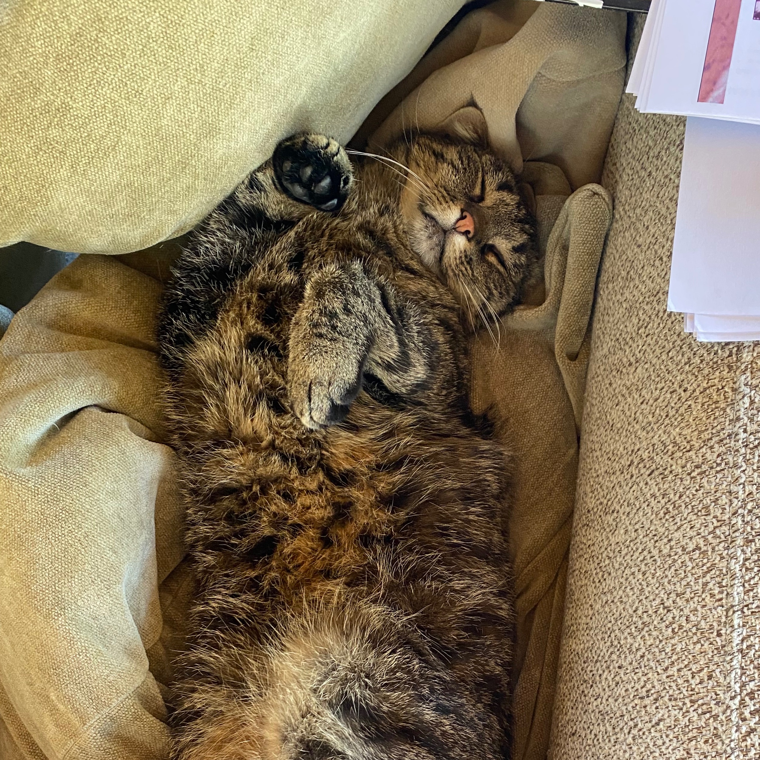 Max