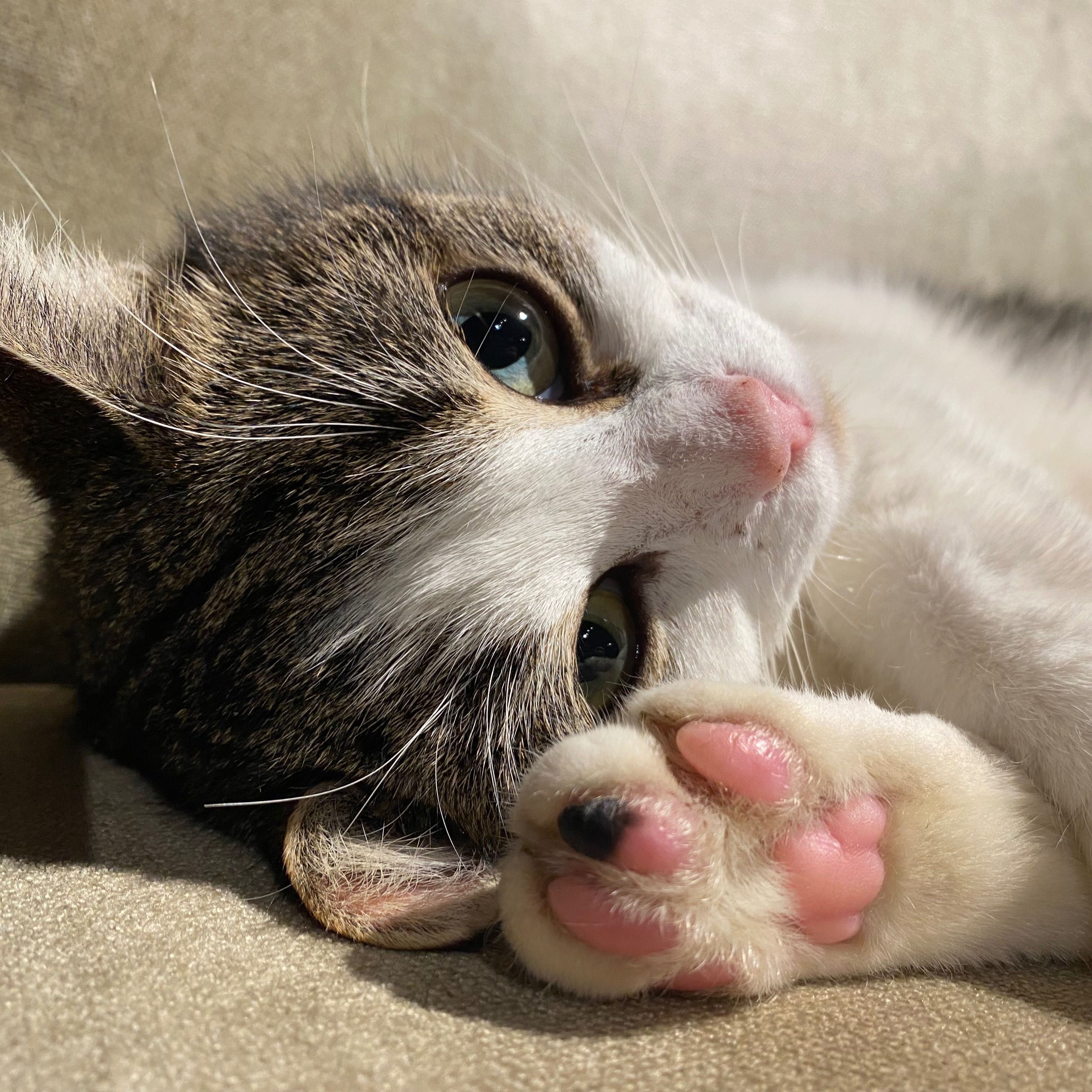 Felix