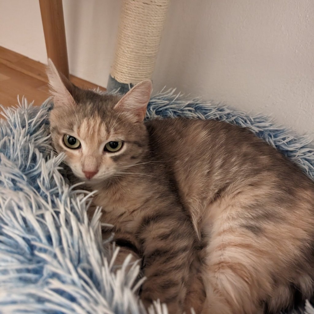 Hazel