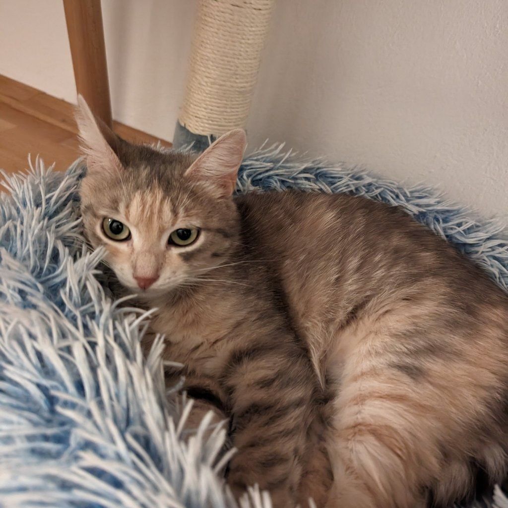 Hazel