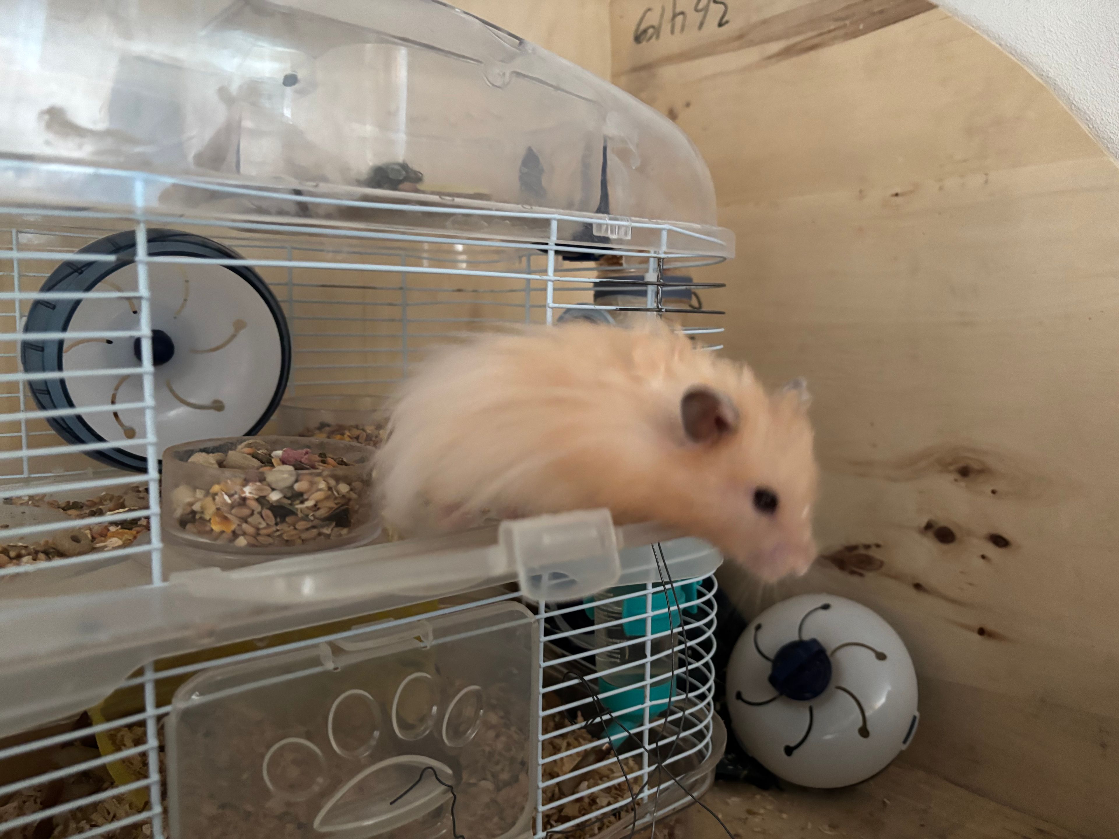 image-7