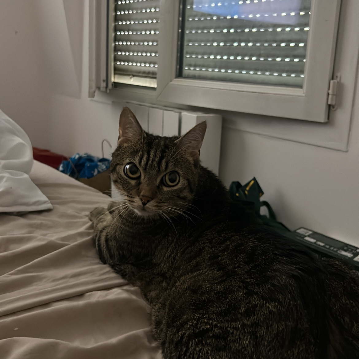 Spyke