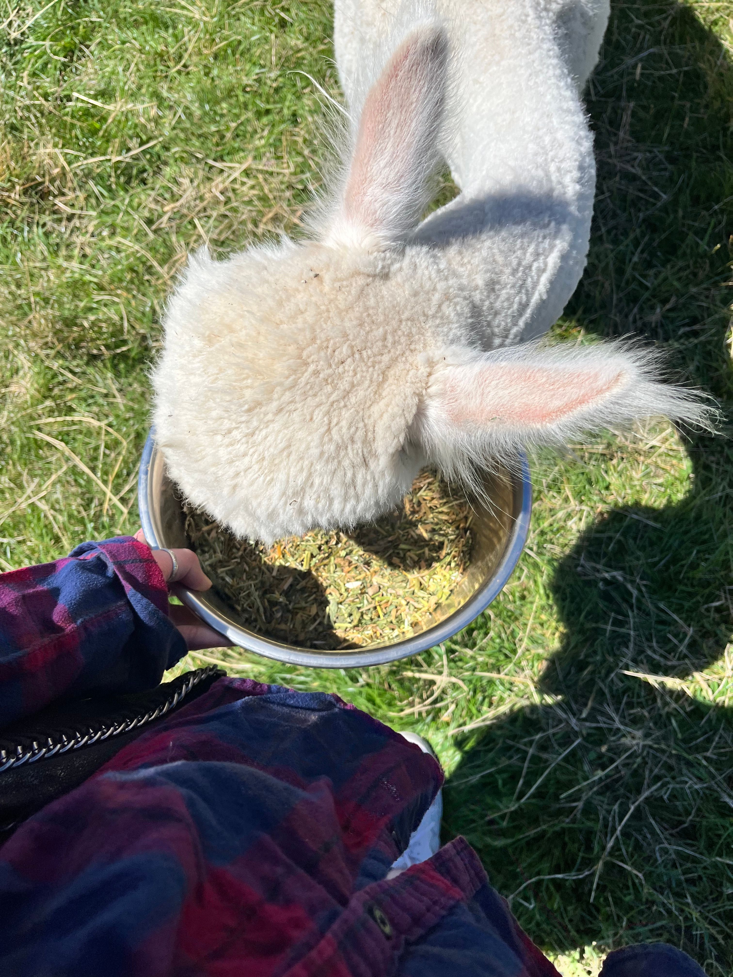 image-15