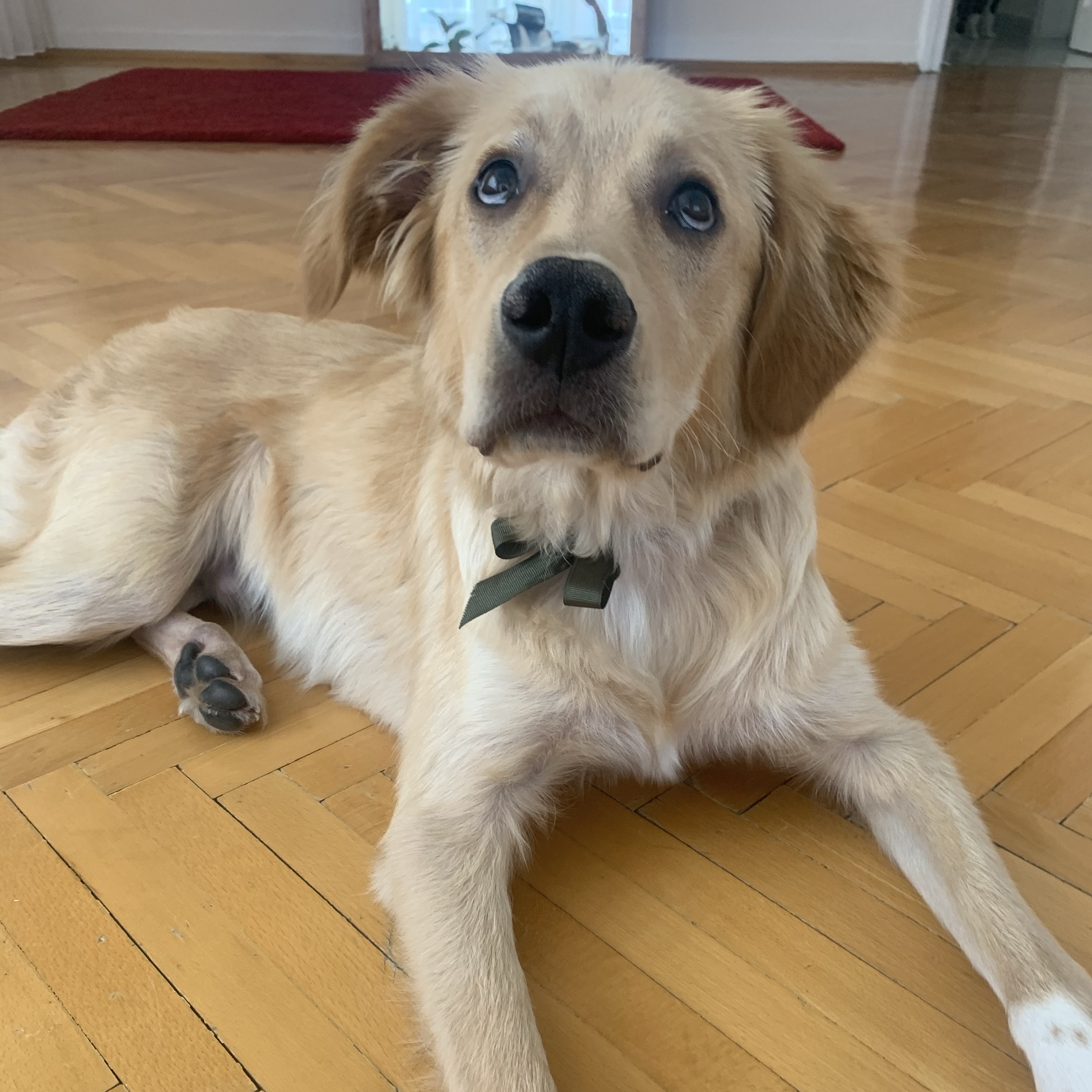 Bal