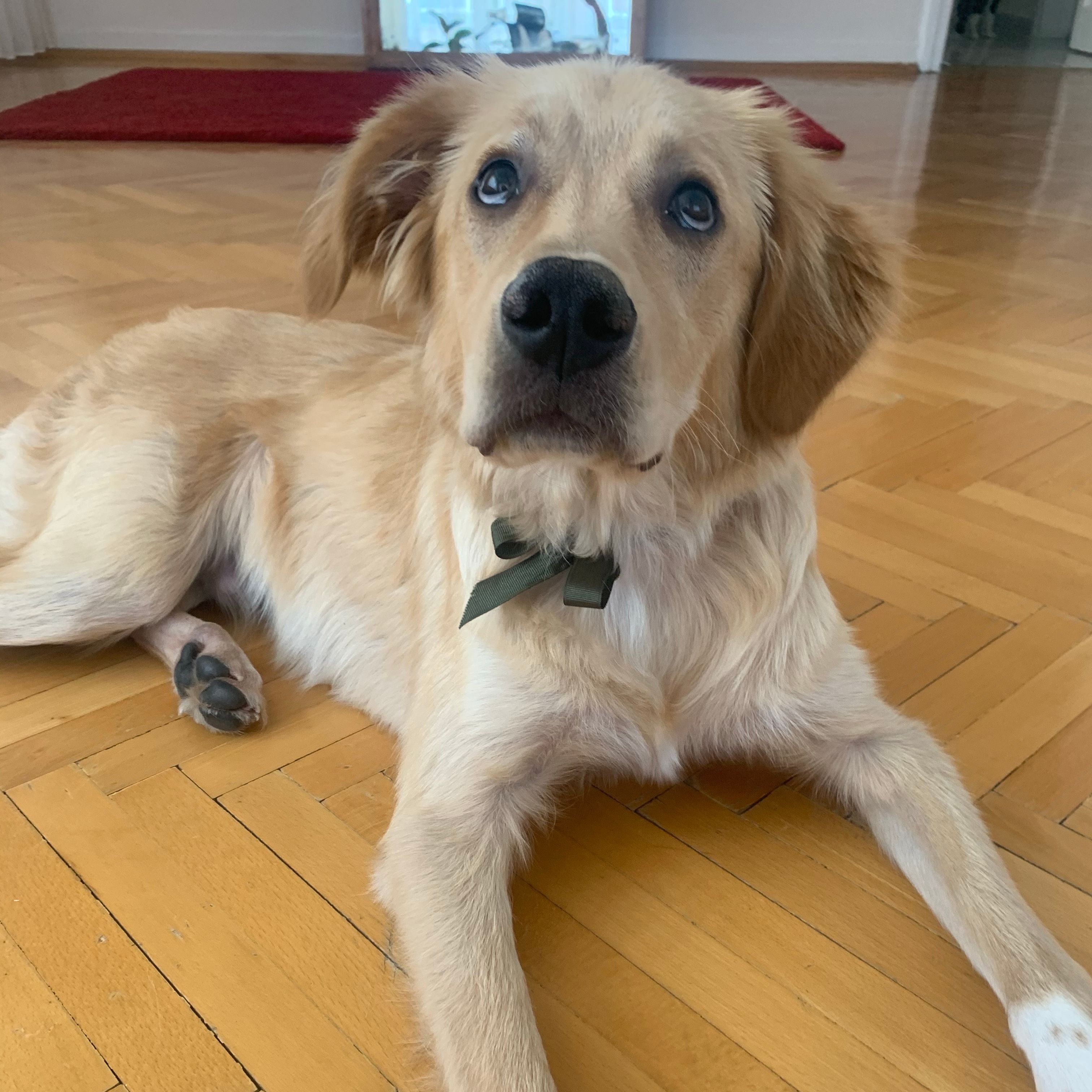 Bal