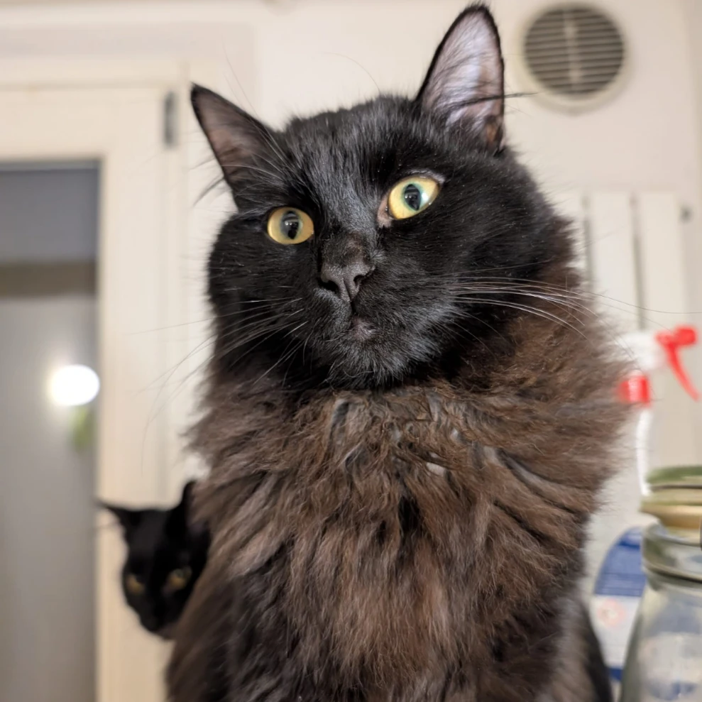 Pino
