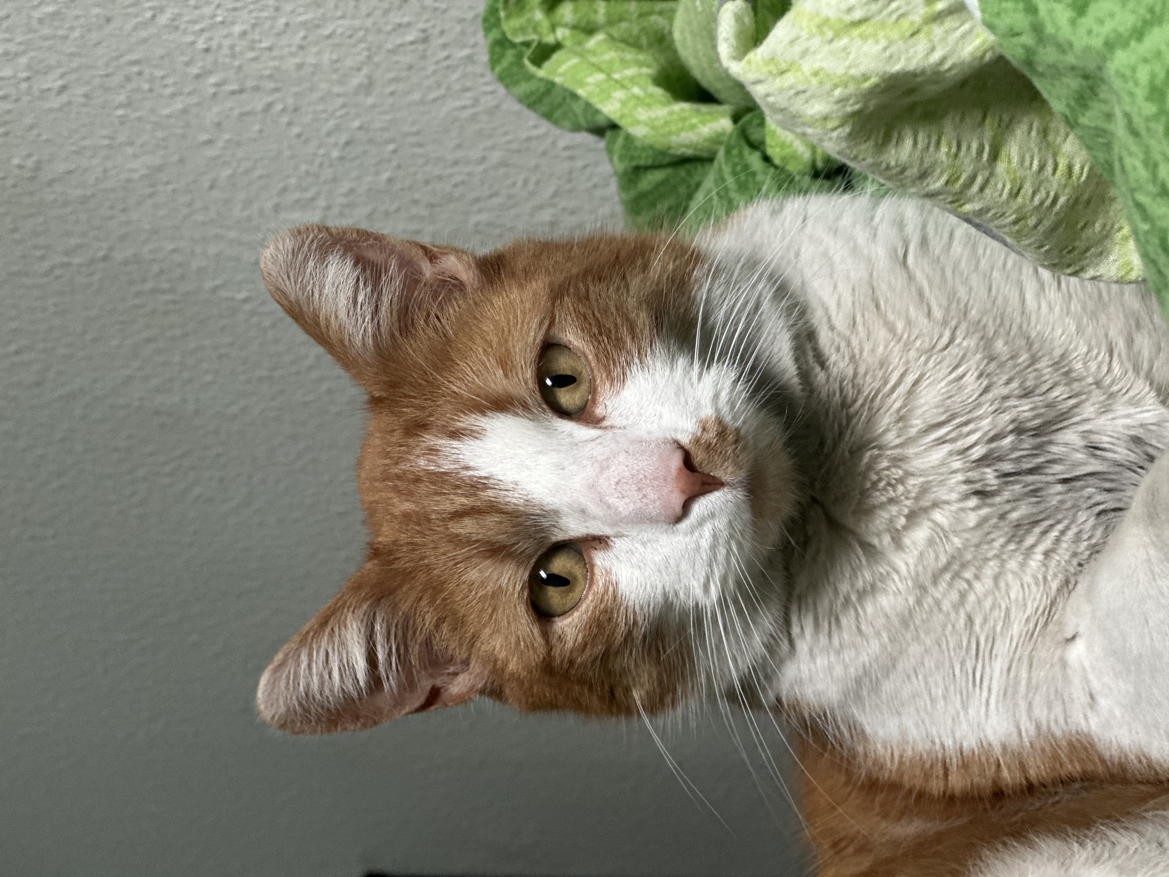 image-6