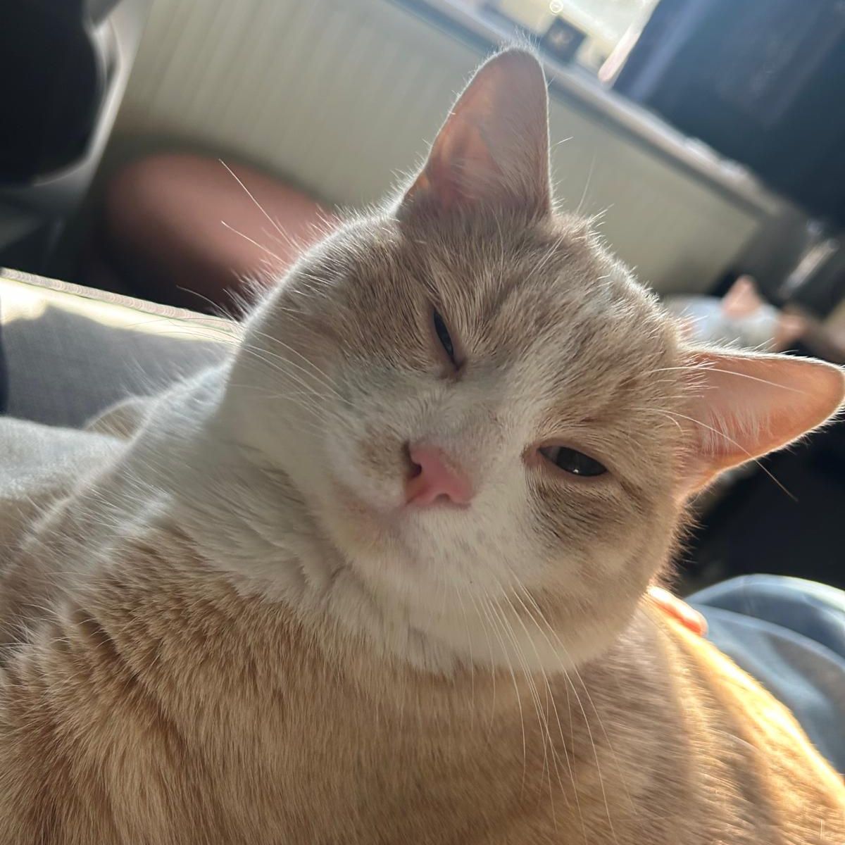 Muis