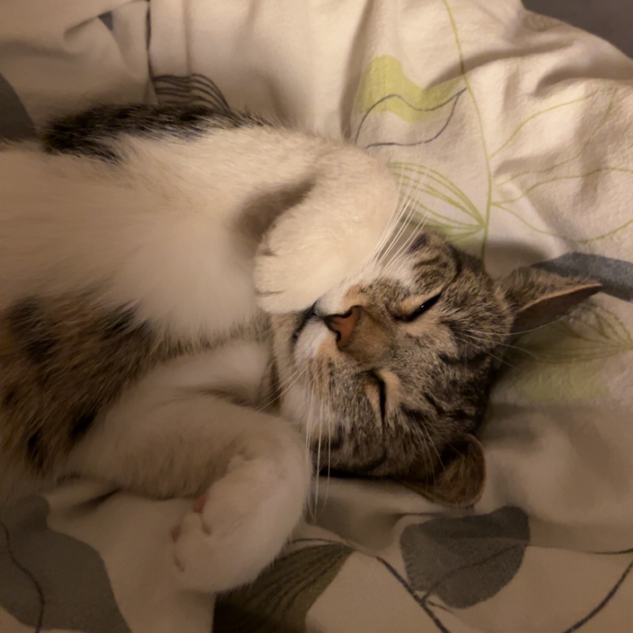 Apollo