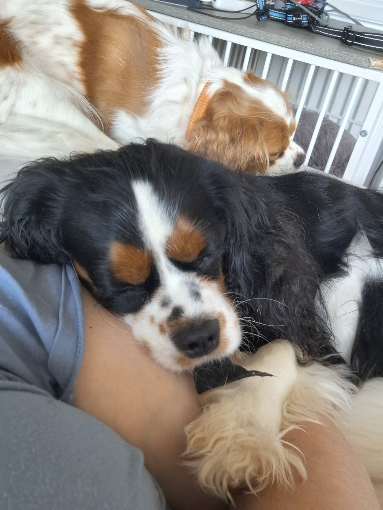 Milo 