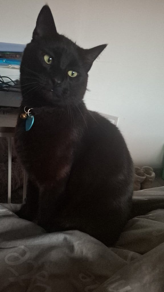 César