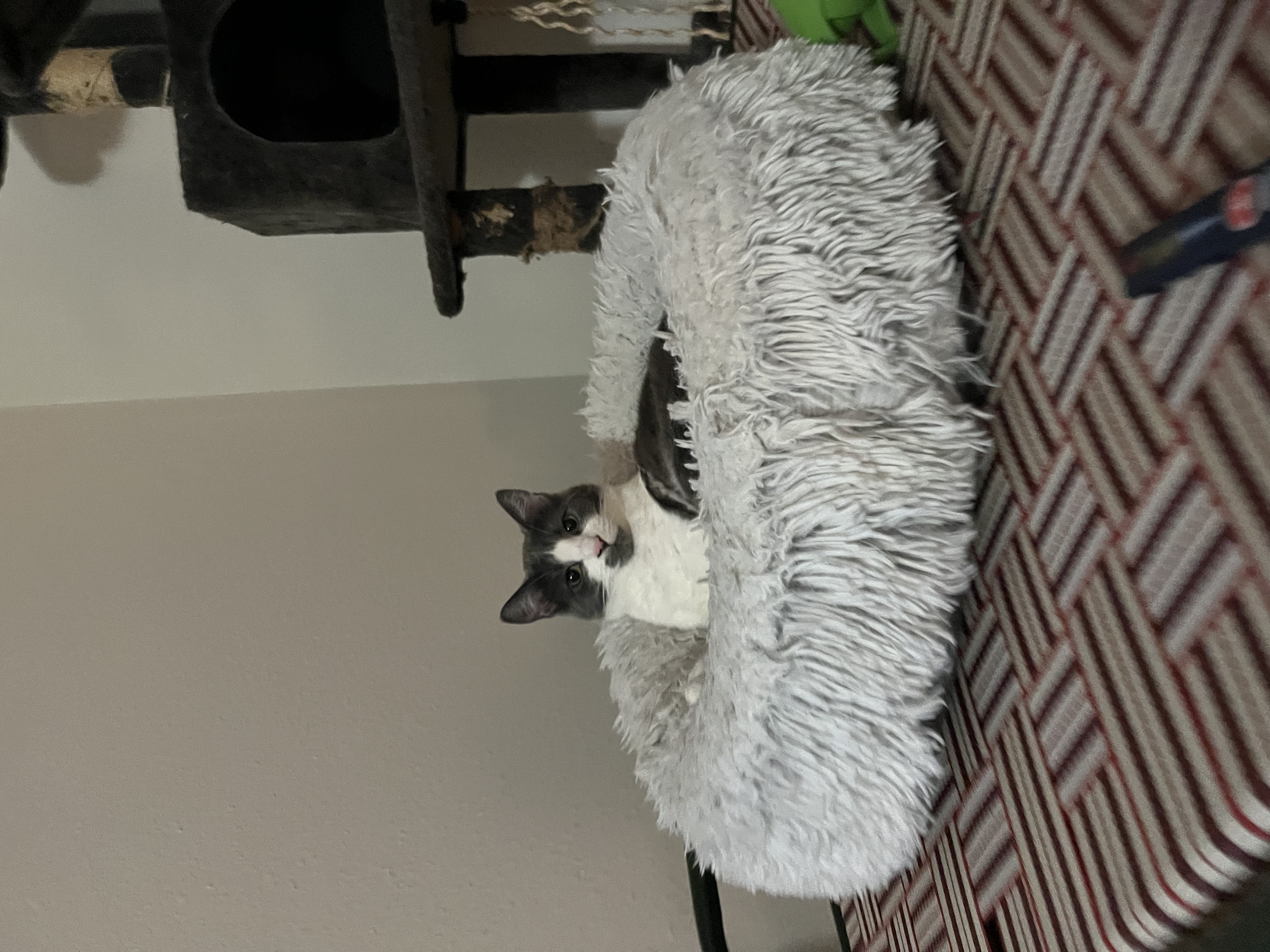 image-4
