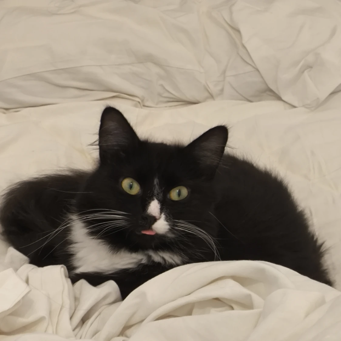 Caju