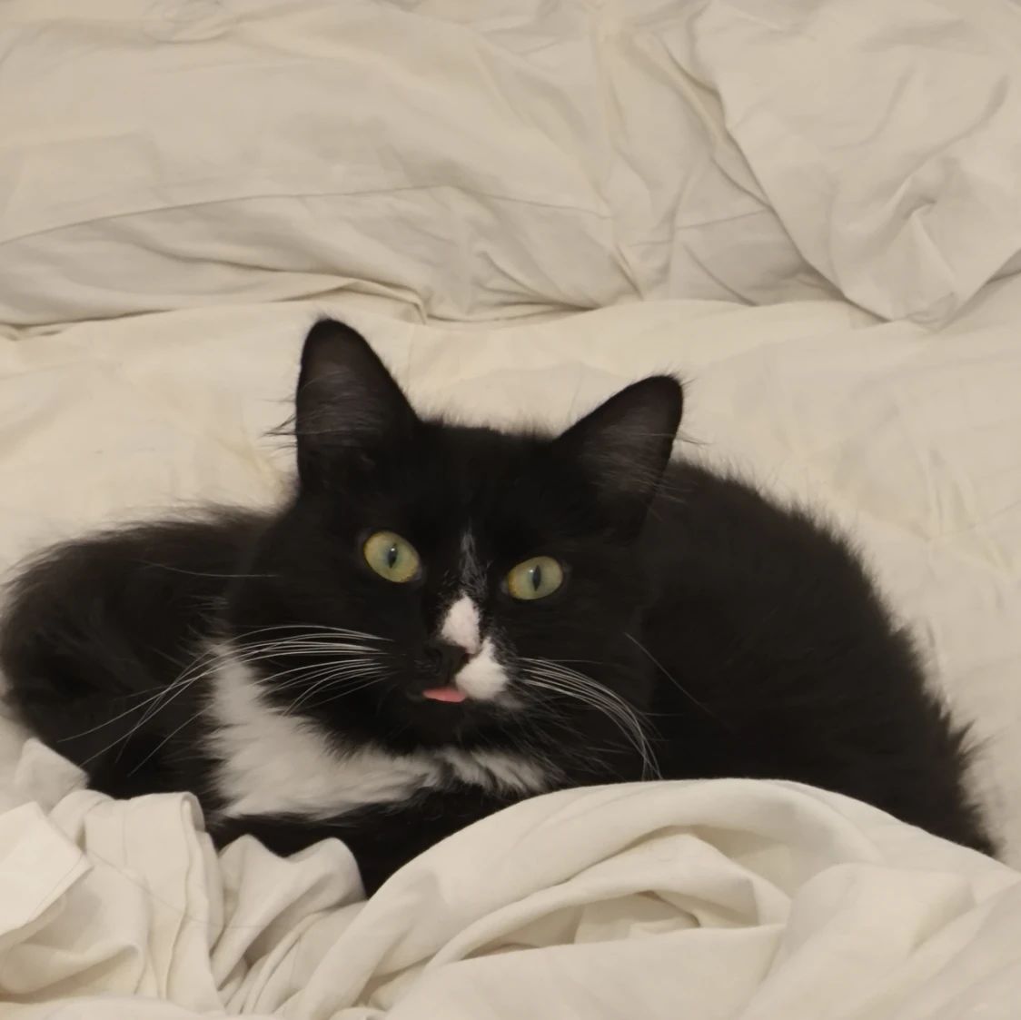 Caju