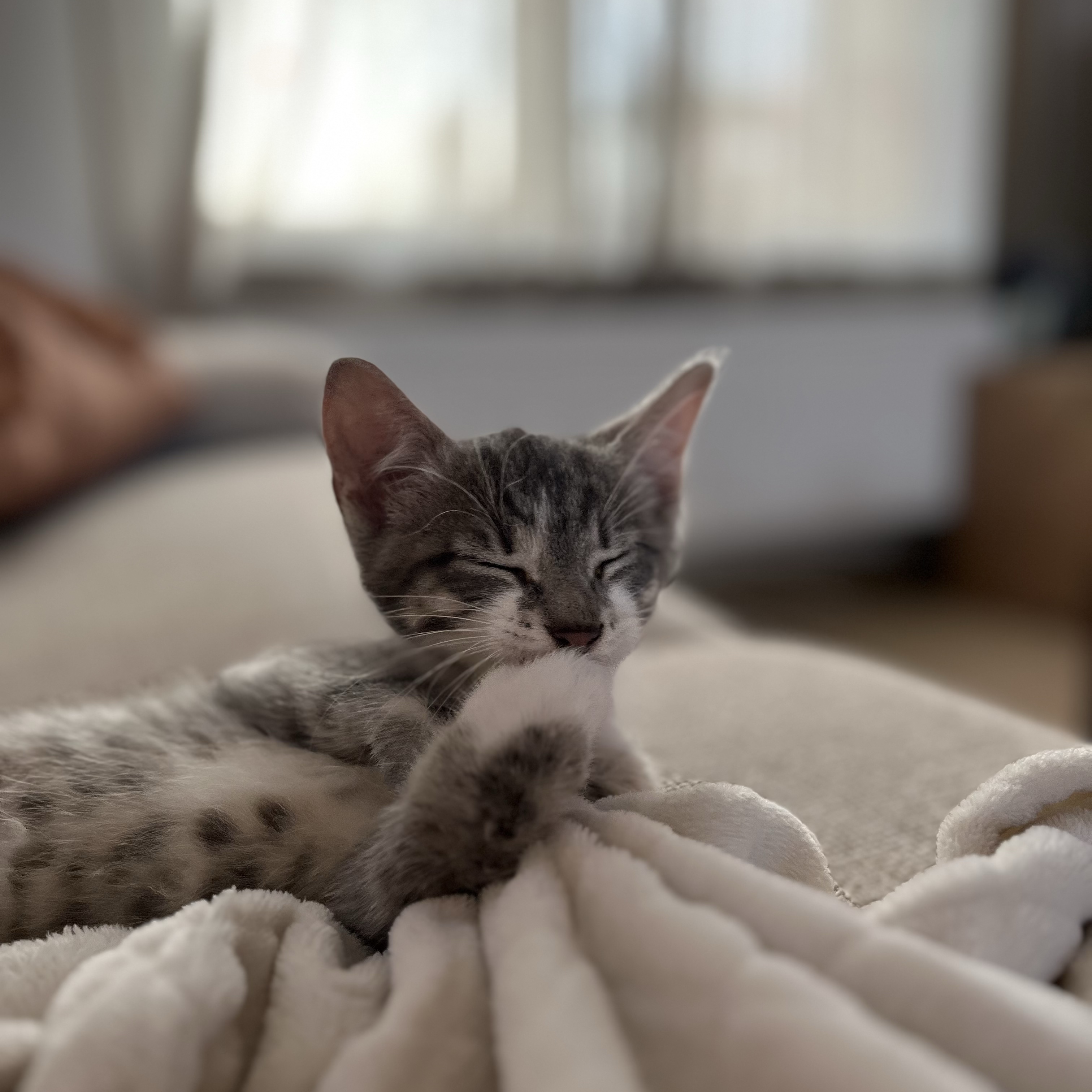 Figaro 