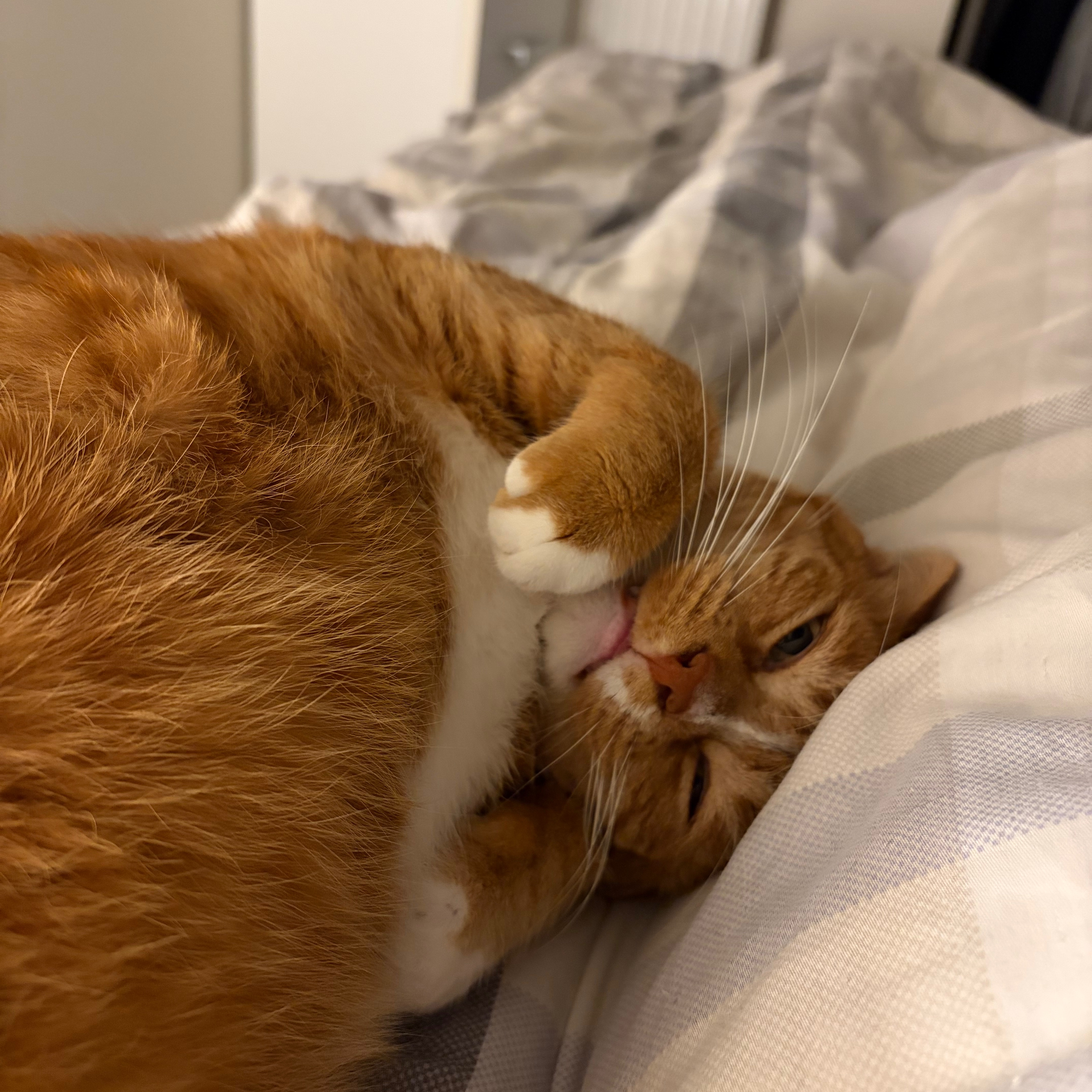 Milo