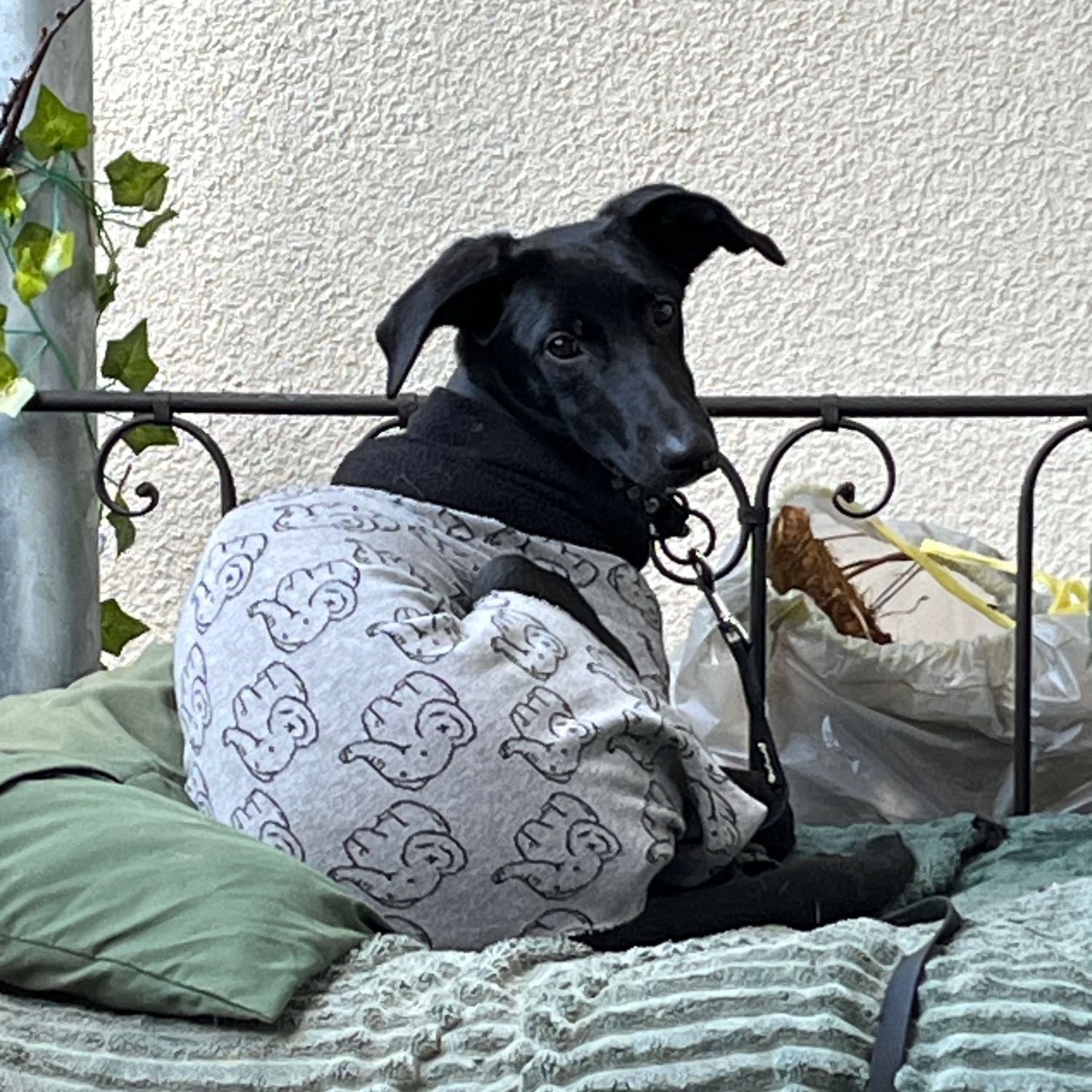 Coco