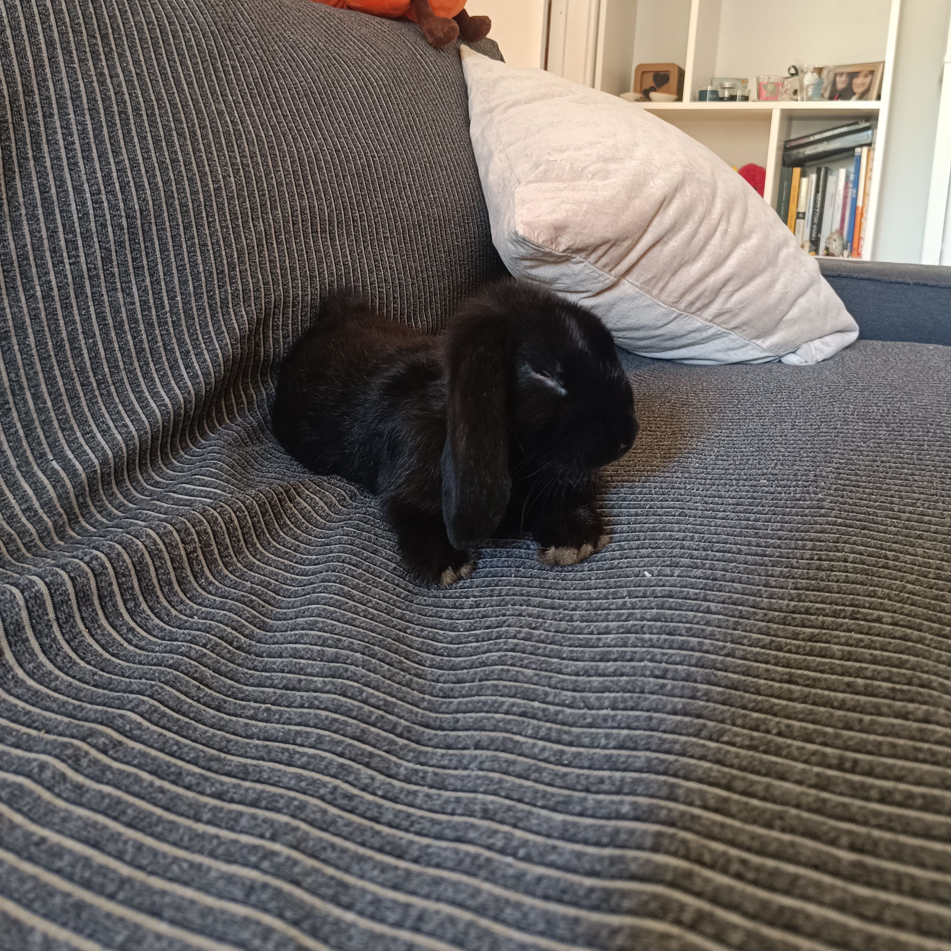 Camillo