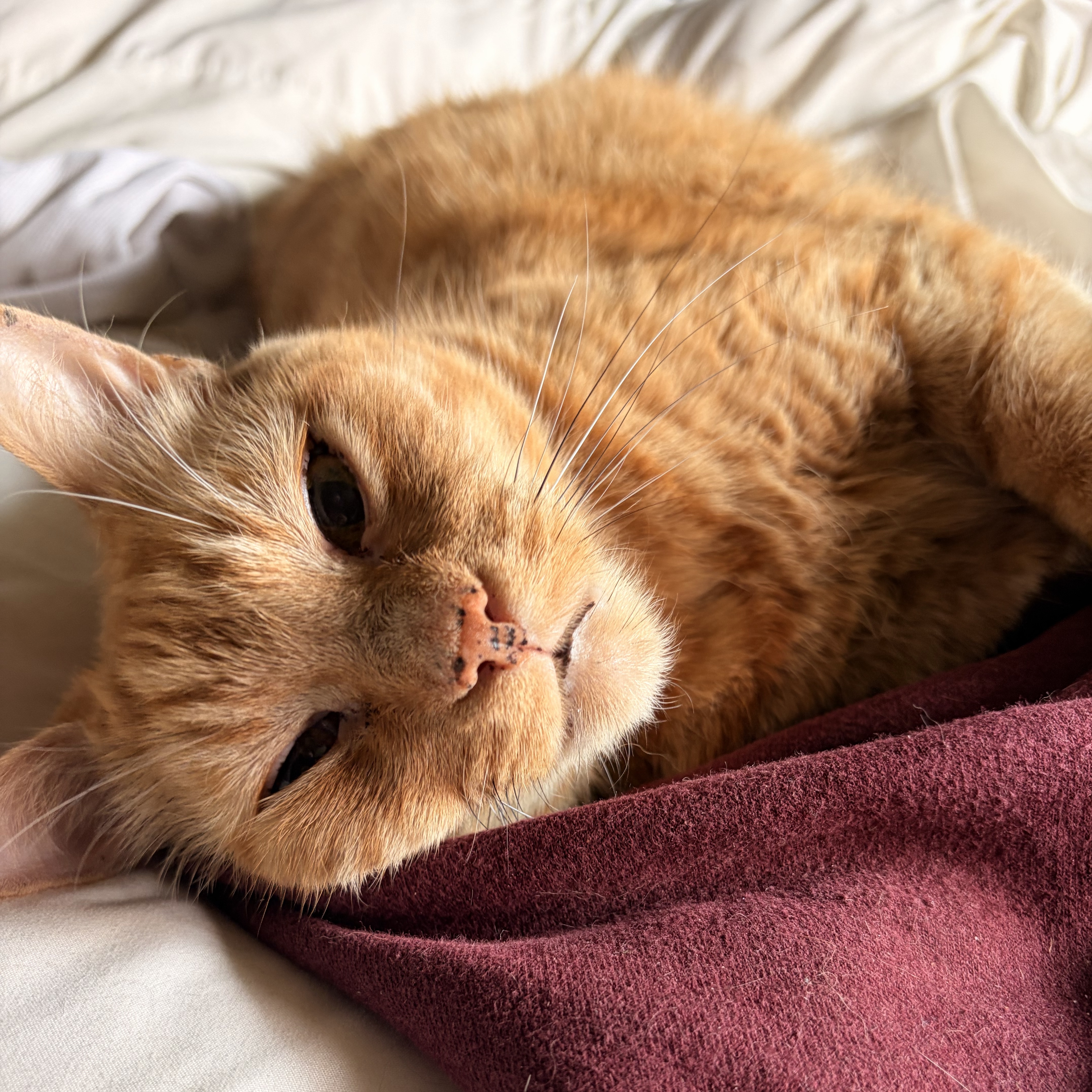 Leo