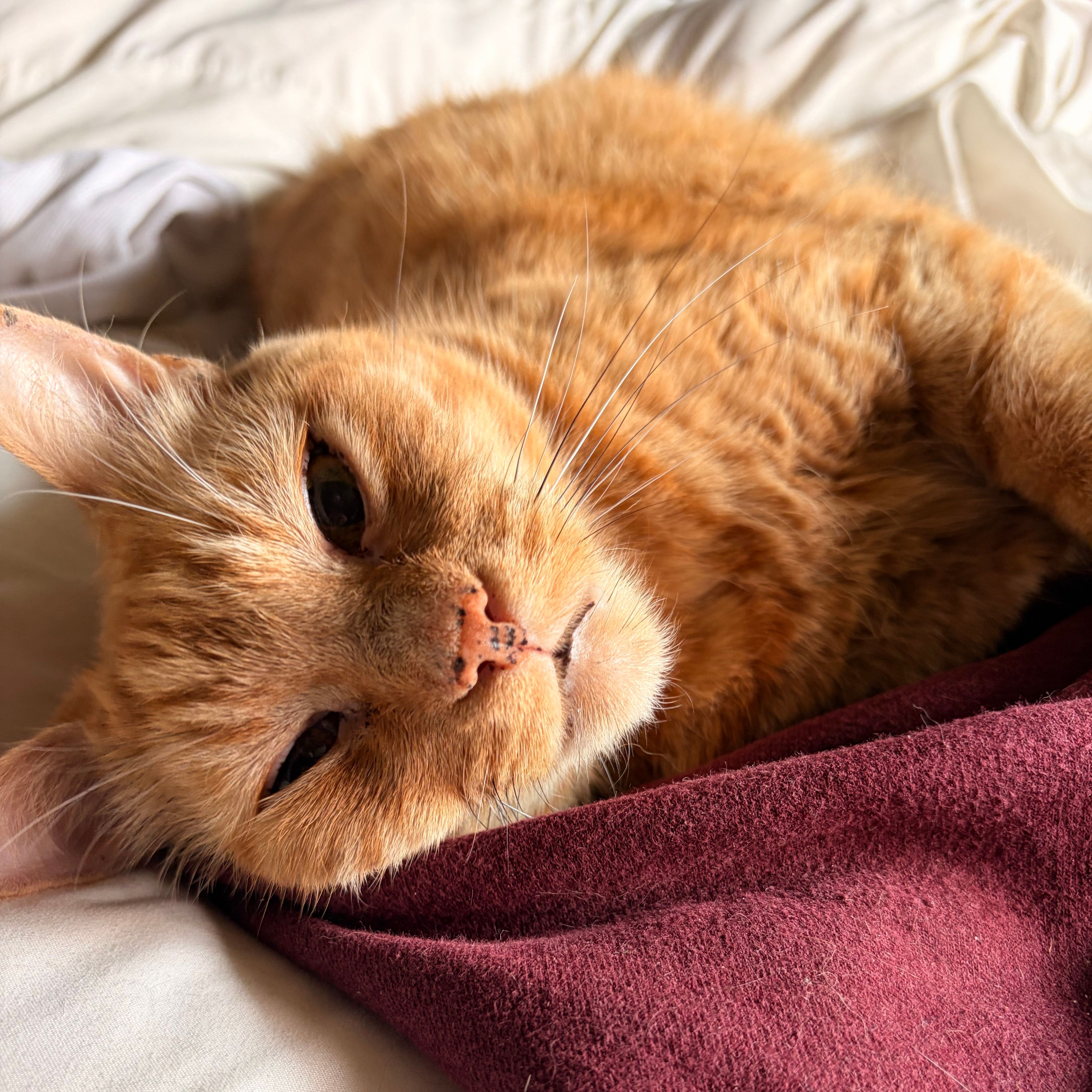 Leo