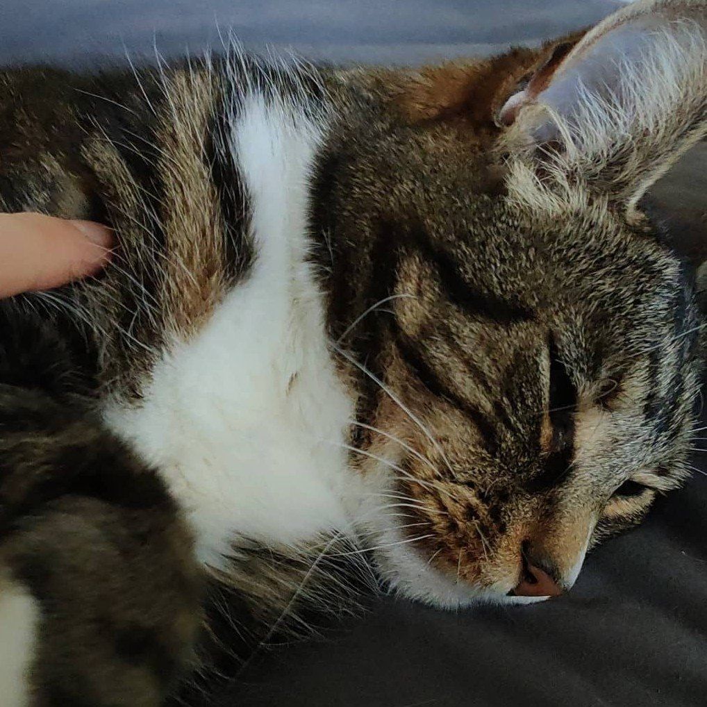 Mittens
