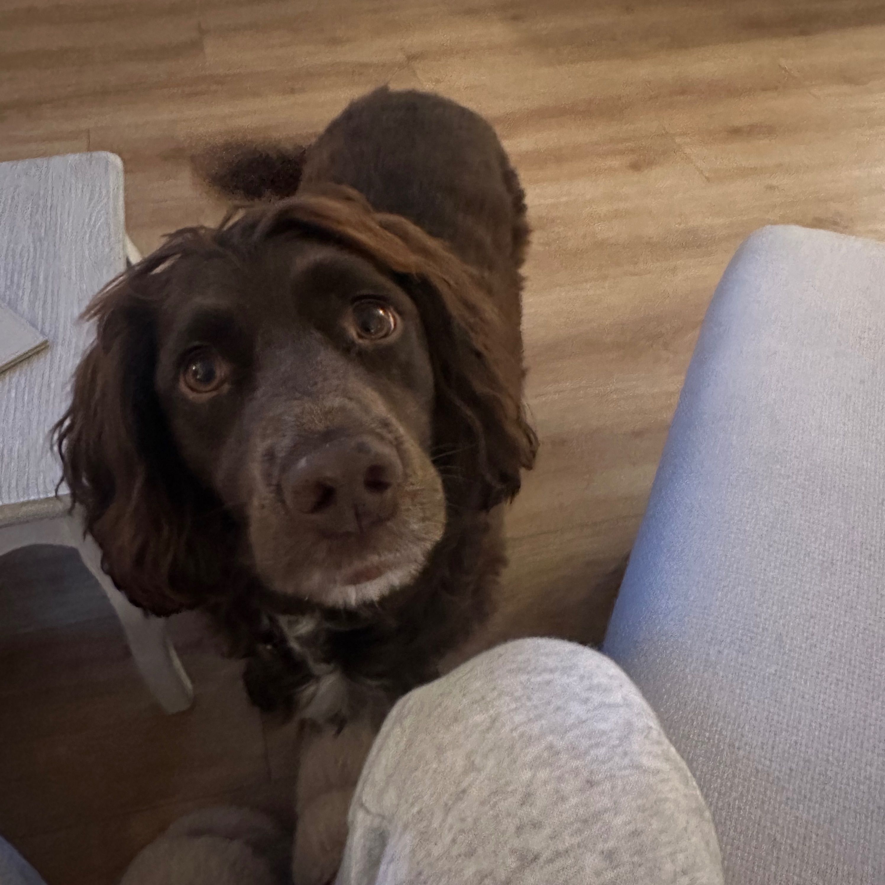 Maisy