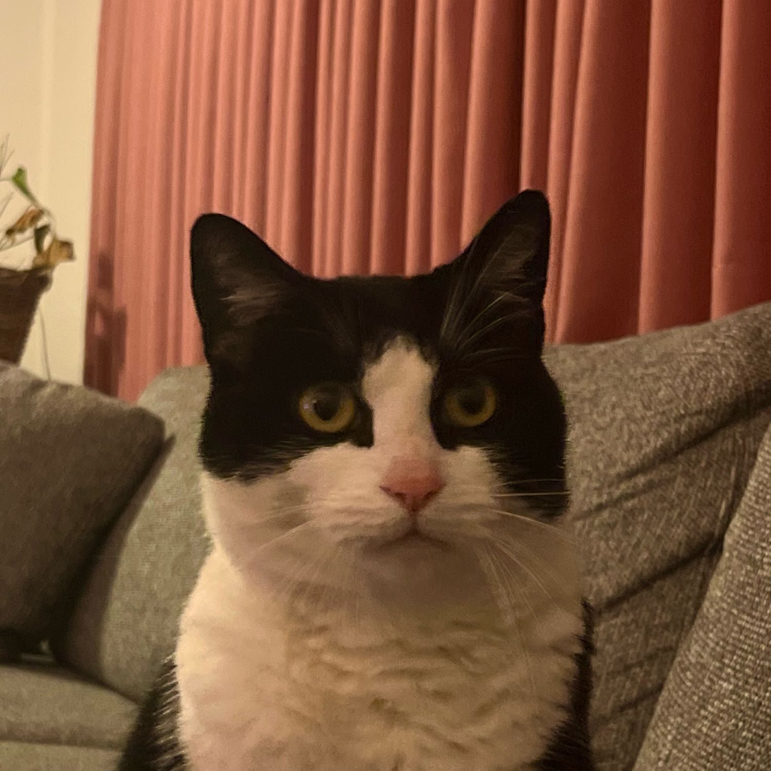 muppy